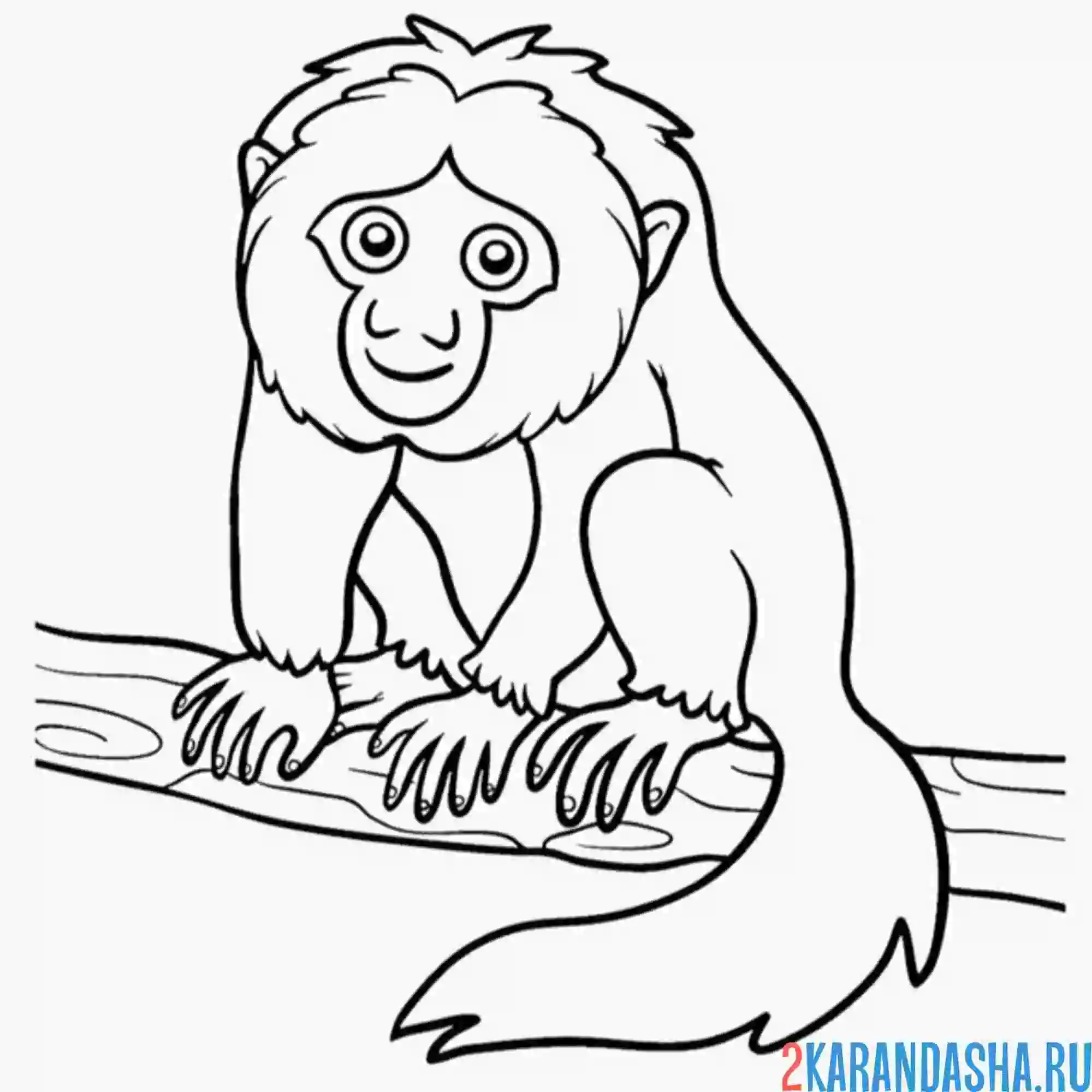 Раскраска бледноголовый саки обезьяна