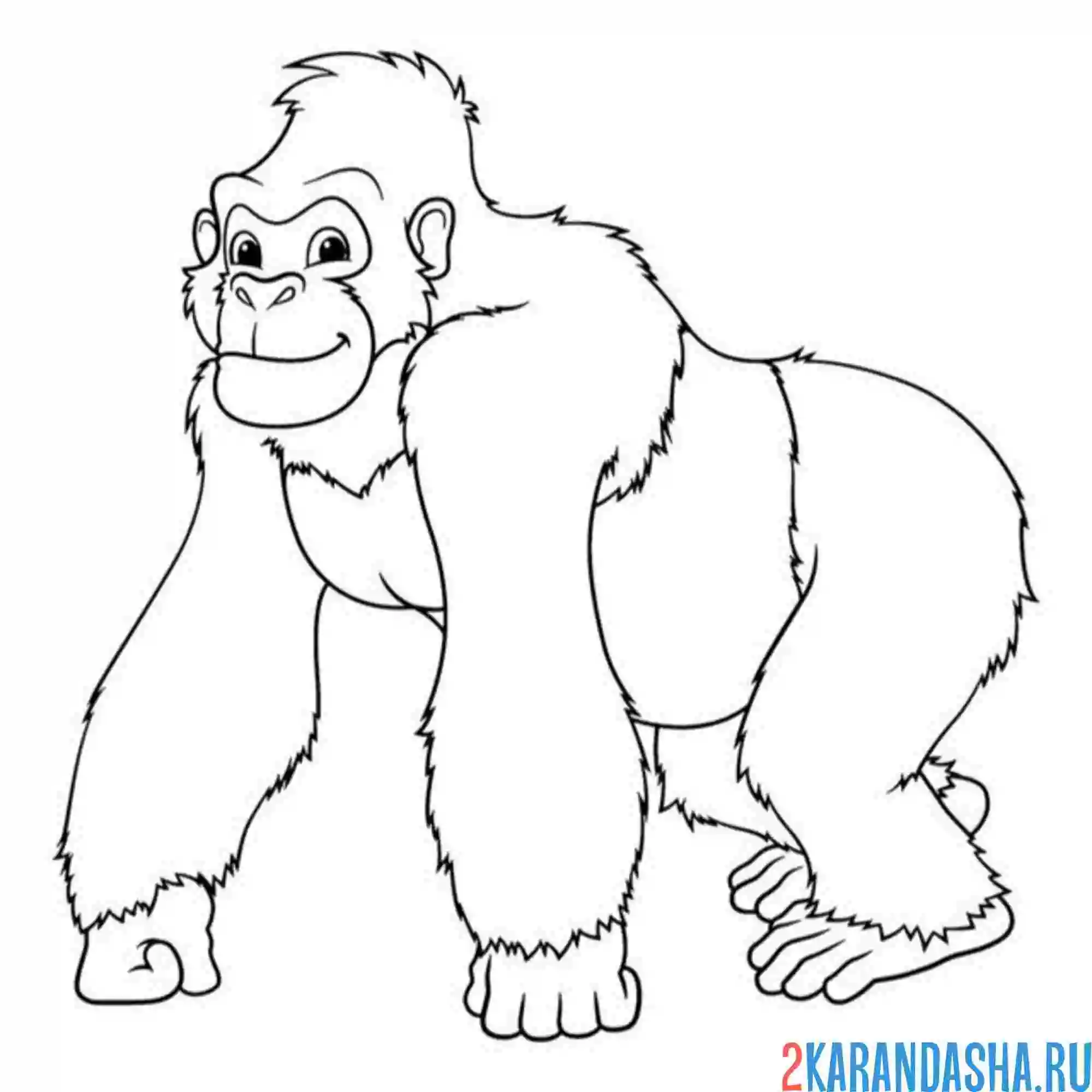 Раскраска взрослая особь обезьяны
