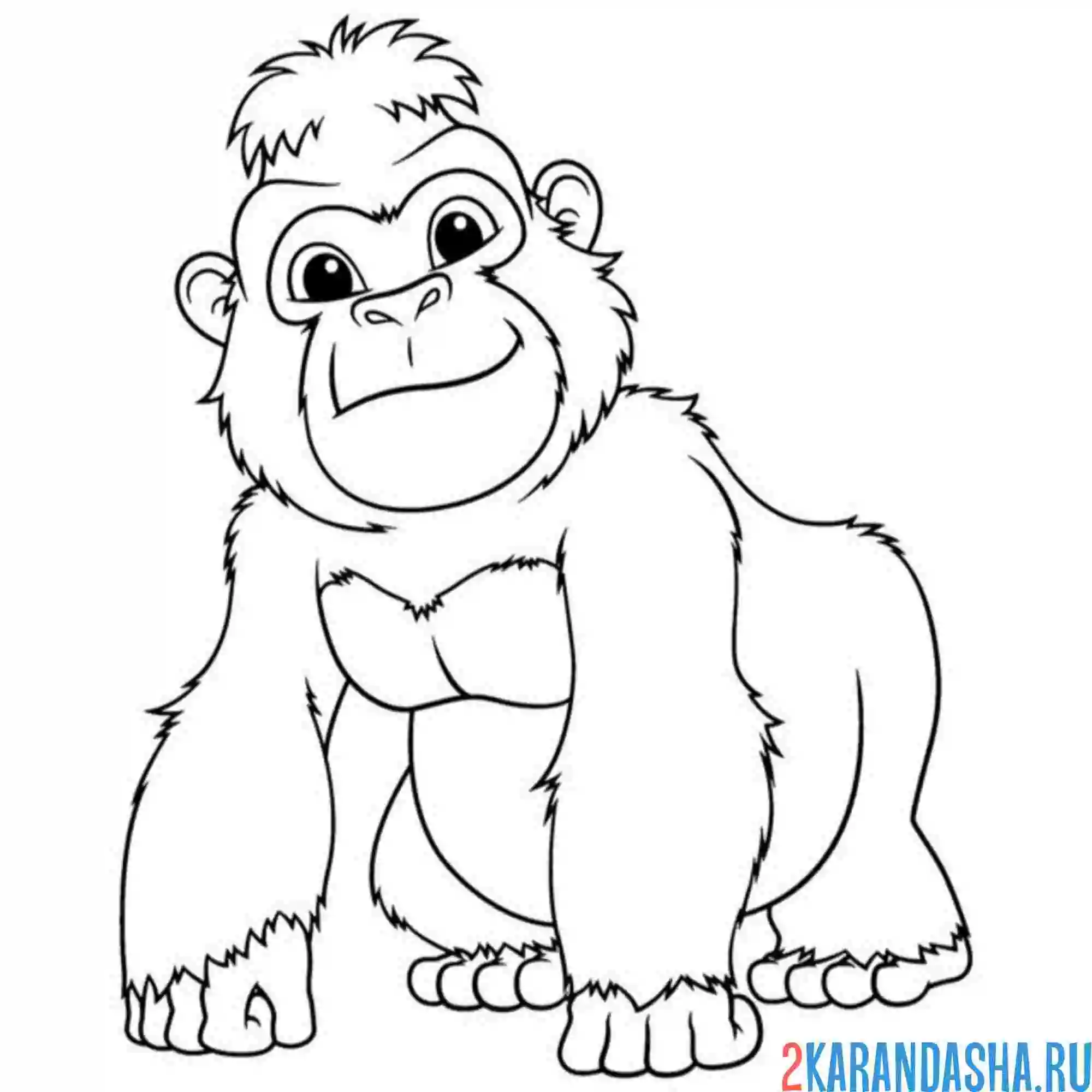 Раскраска красивая обезьянка