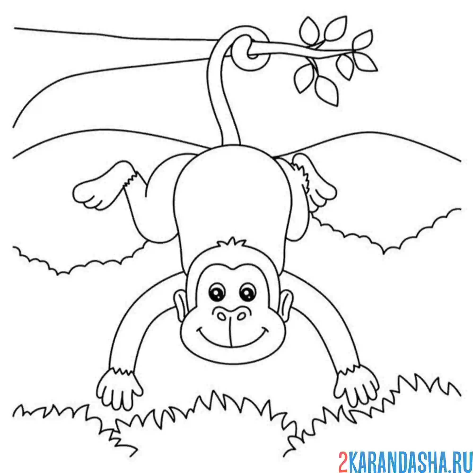 Раскраска обезьяна обезьяничает