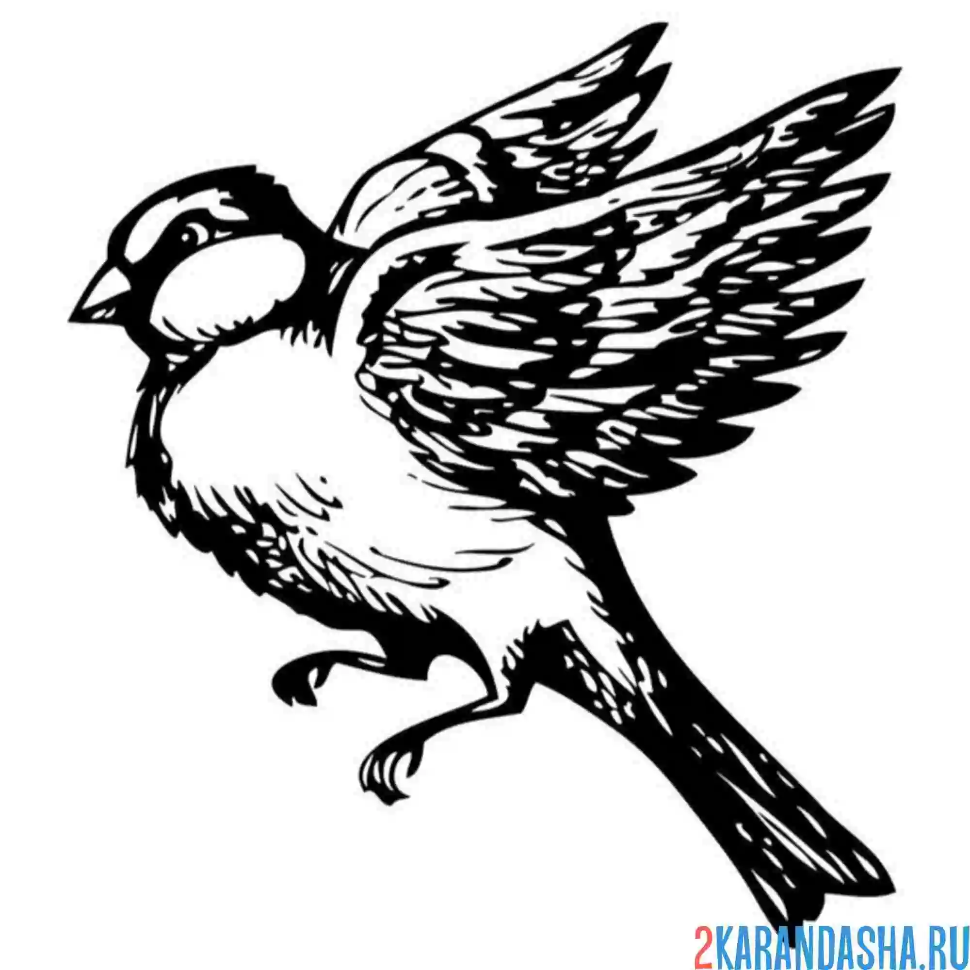 Раскраска синичка взлетела