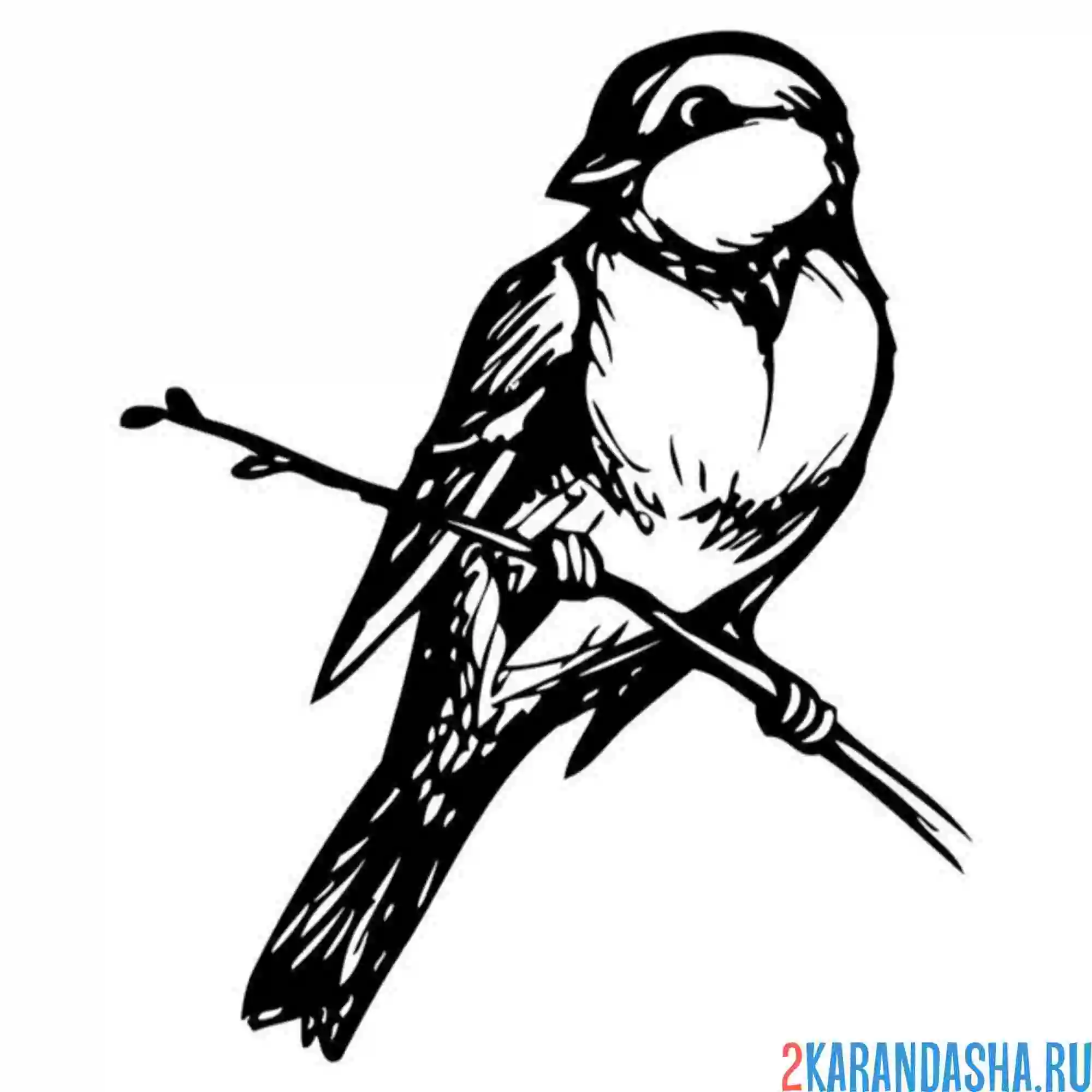 Раскраска синица сидит