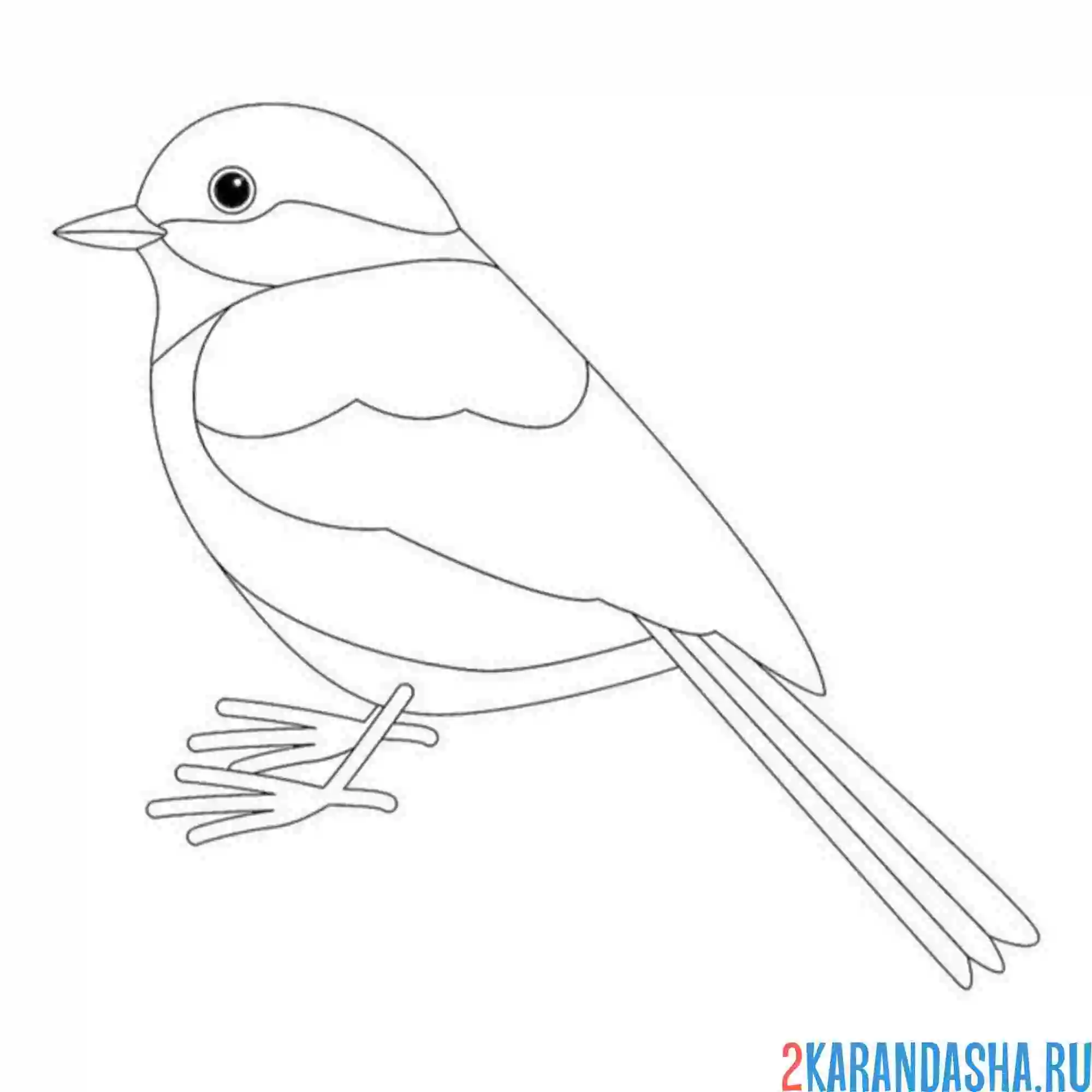 Раскраска синичка простой рисунок