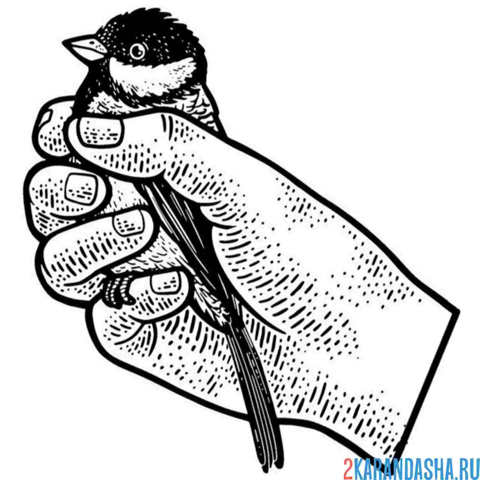 Раскраска синичка в руках