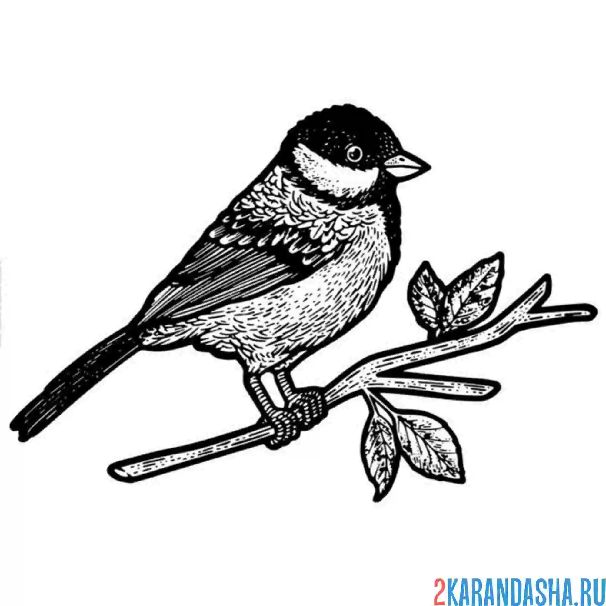 Раскраска синичка настоящая