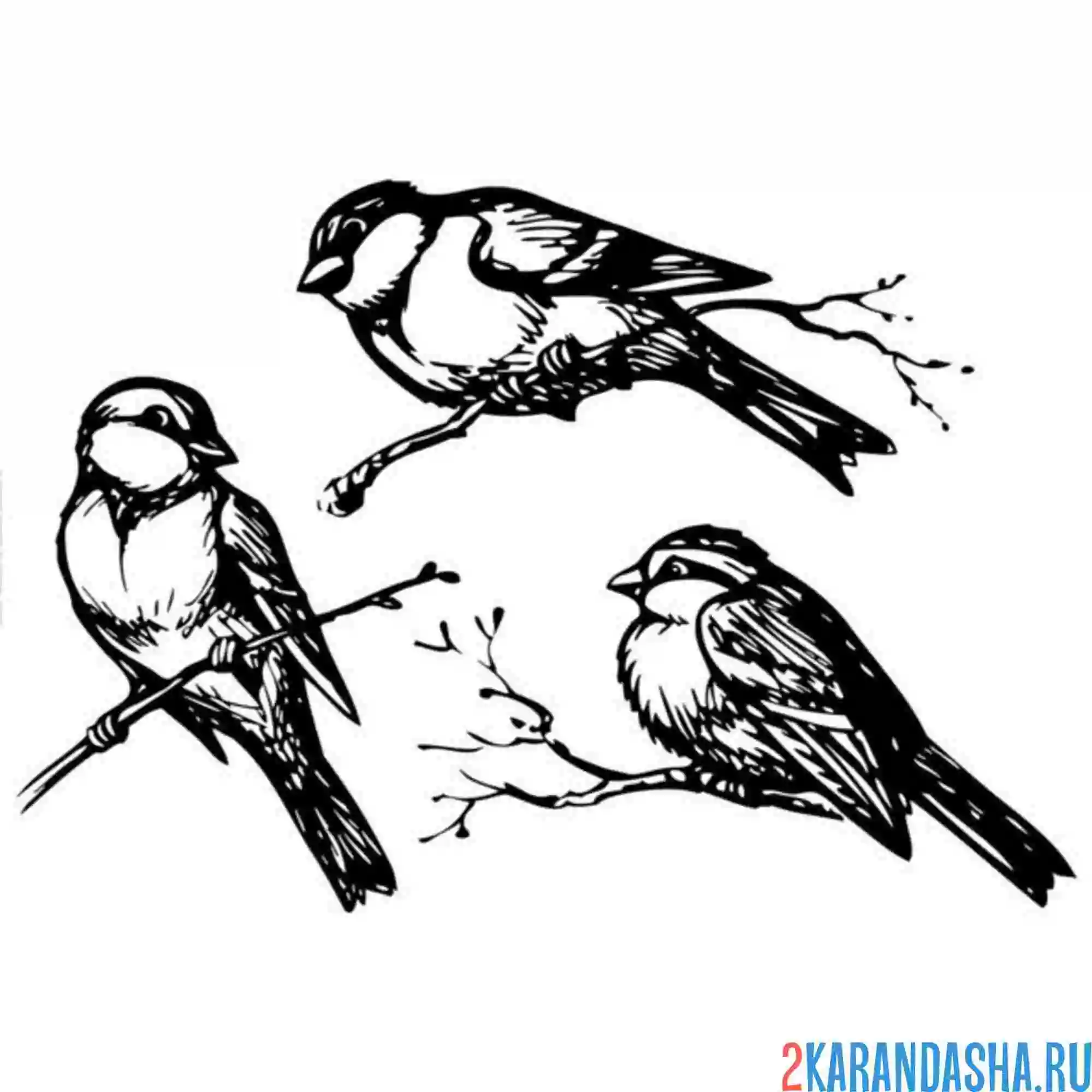 Раскраска три синички