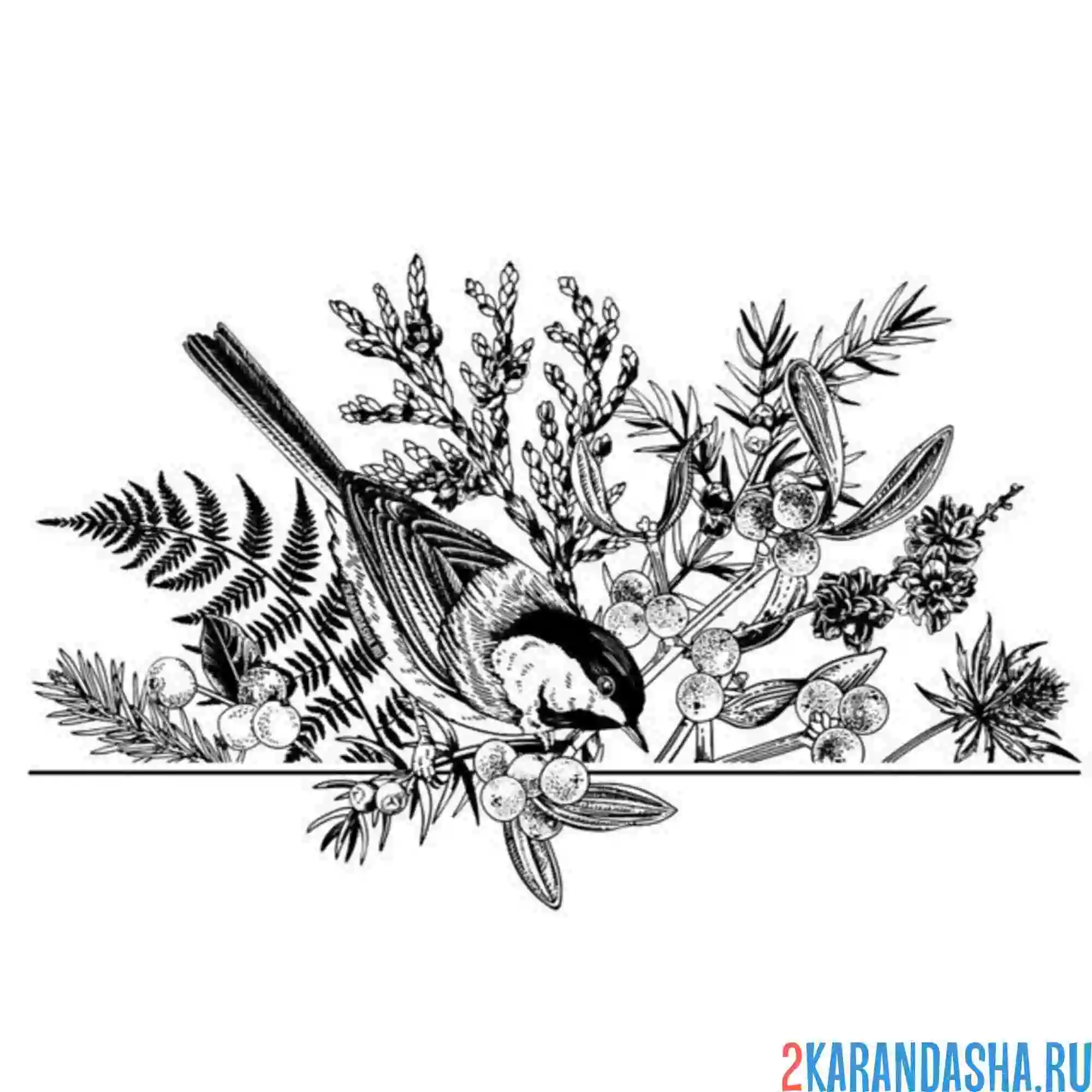 Раскраска синичка и ягоды