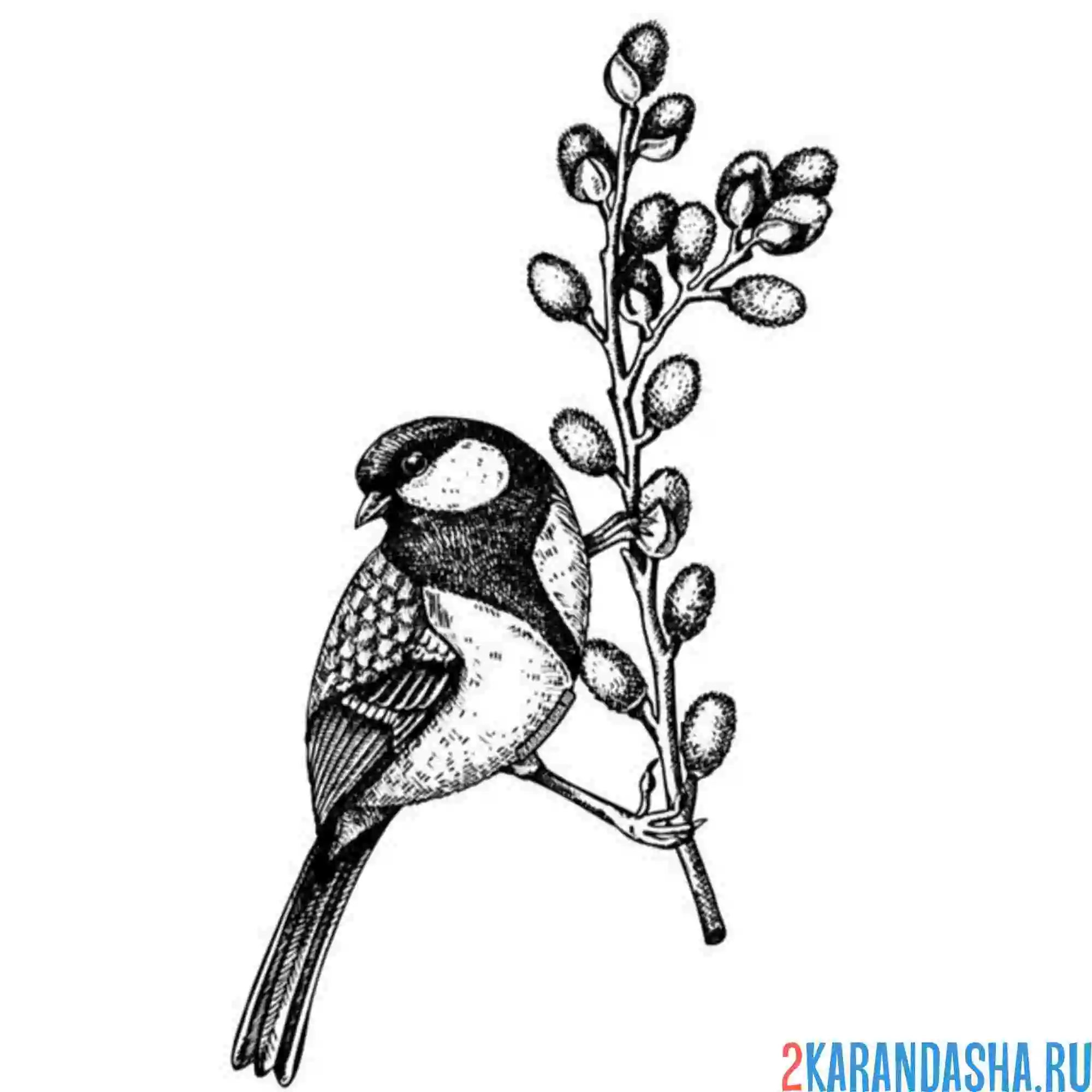 Раскраска синичка на вербе