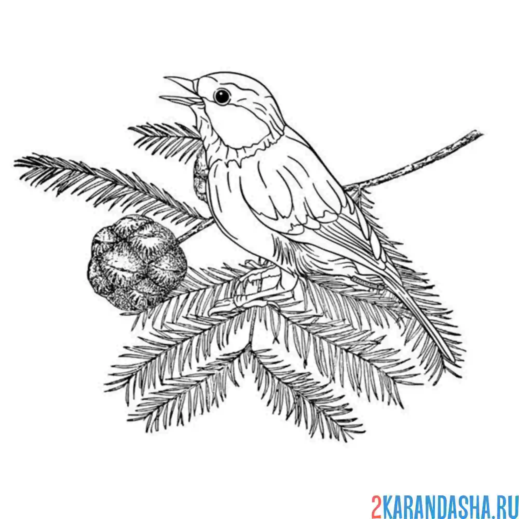 Раскраска синица зимой