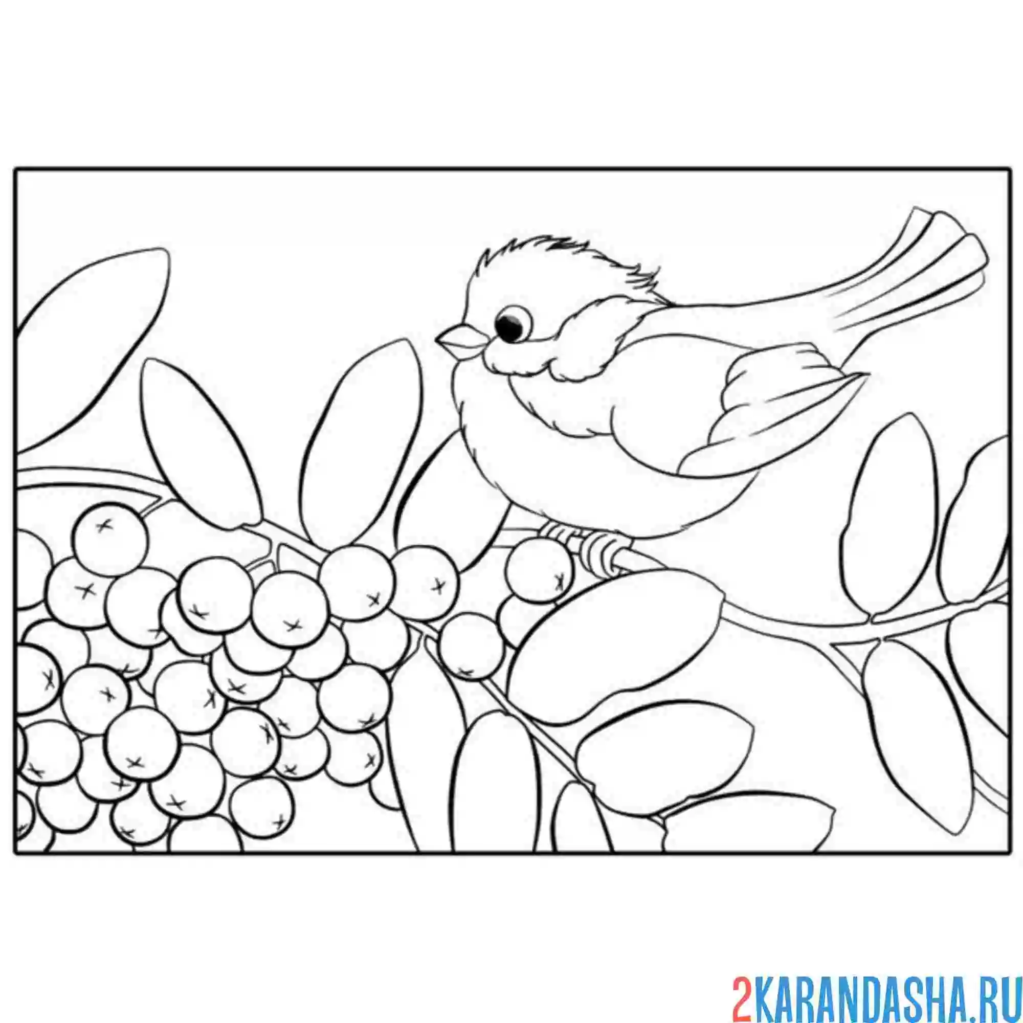 Раскраска синичка сидит на рябине