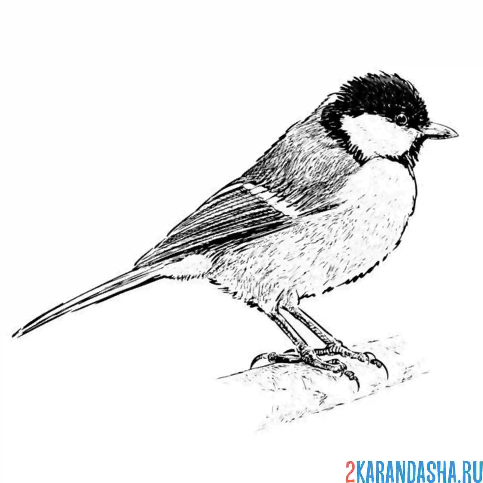 Раскраска настоящая синичка