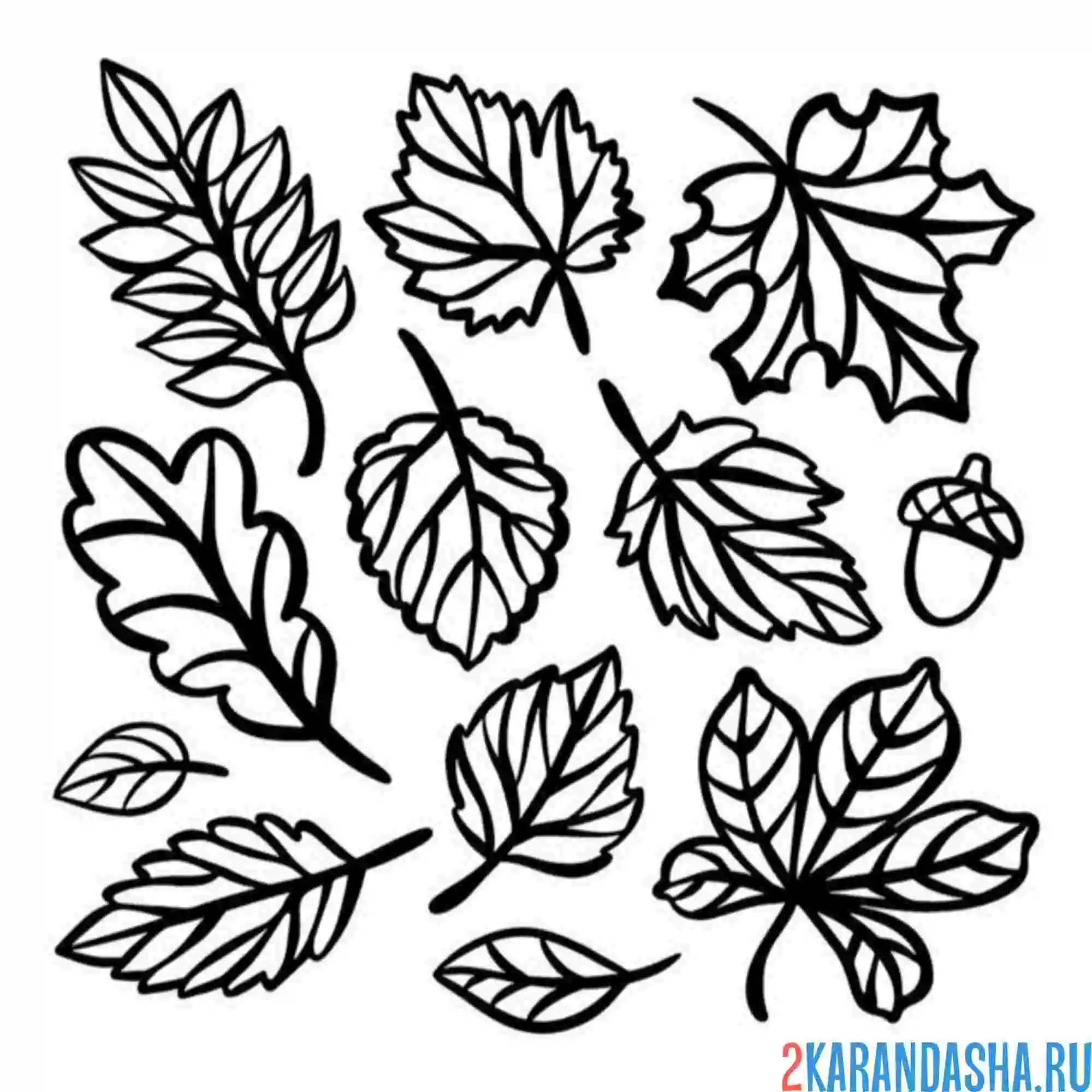 Раскраска осенний листопад листья