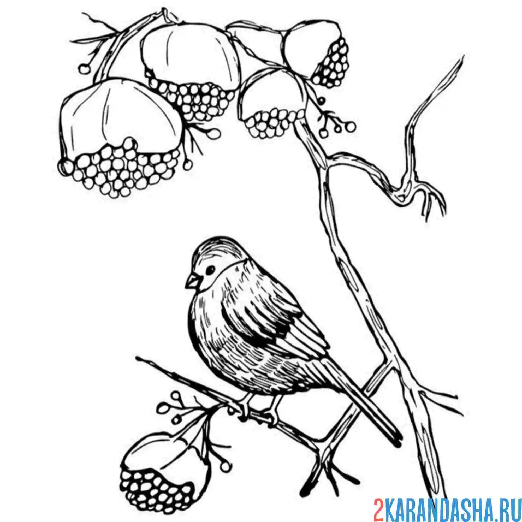 Раскраска снегирь рябина в снегу