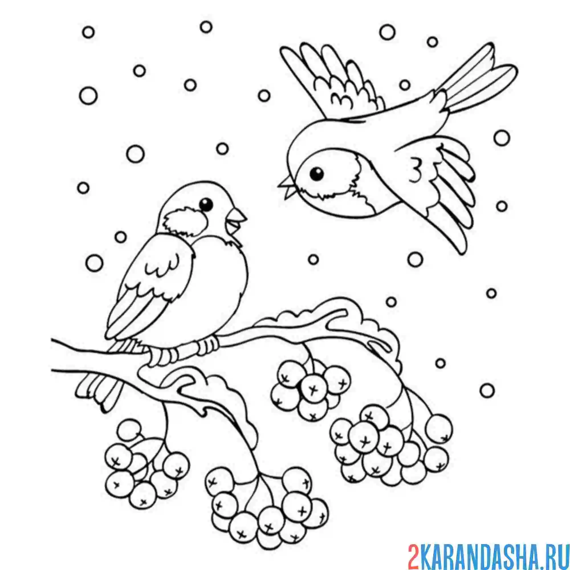 День птиц раскраски для детей. Снегирь раскраска. Снегирь раскраска для детей. Зимние птицы раскраска. Снегирь на ветке раскраска для детей.