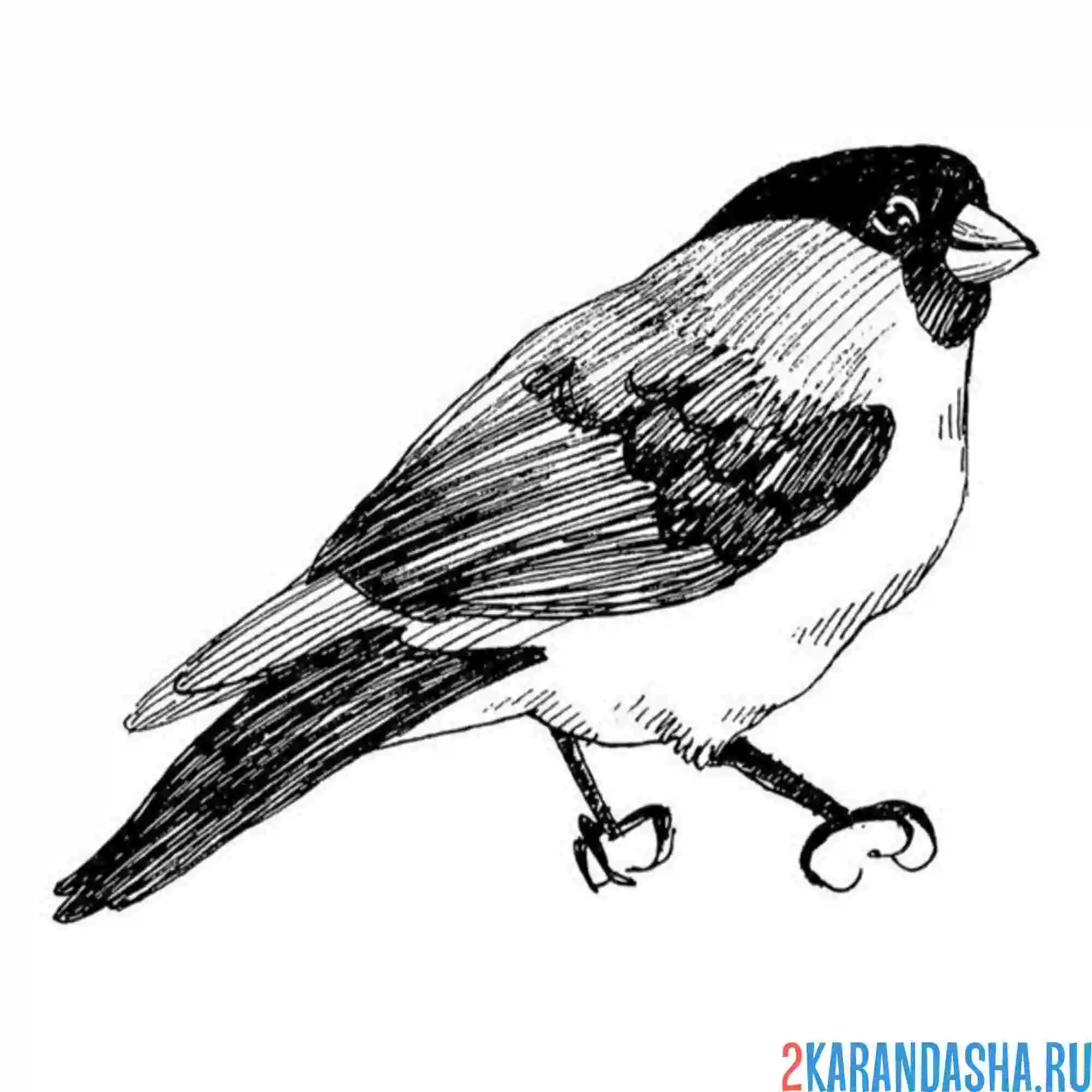 Раскраска снегирь мальчик