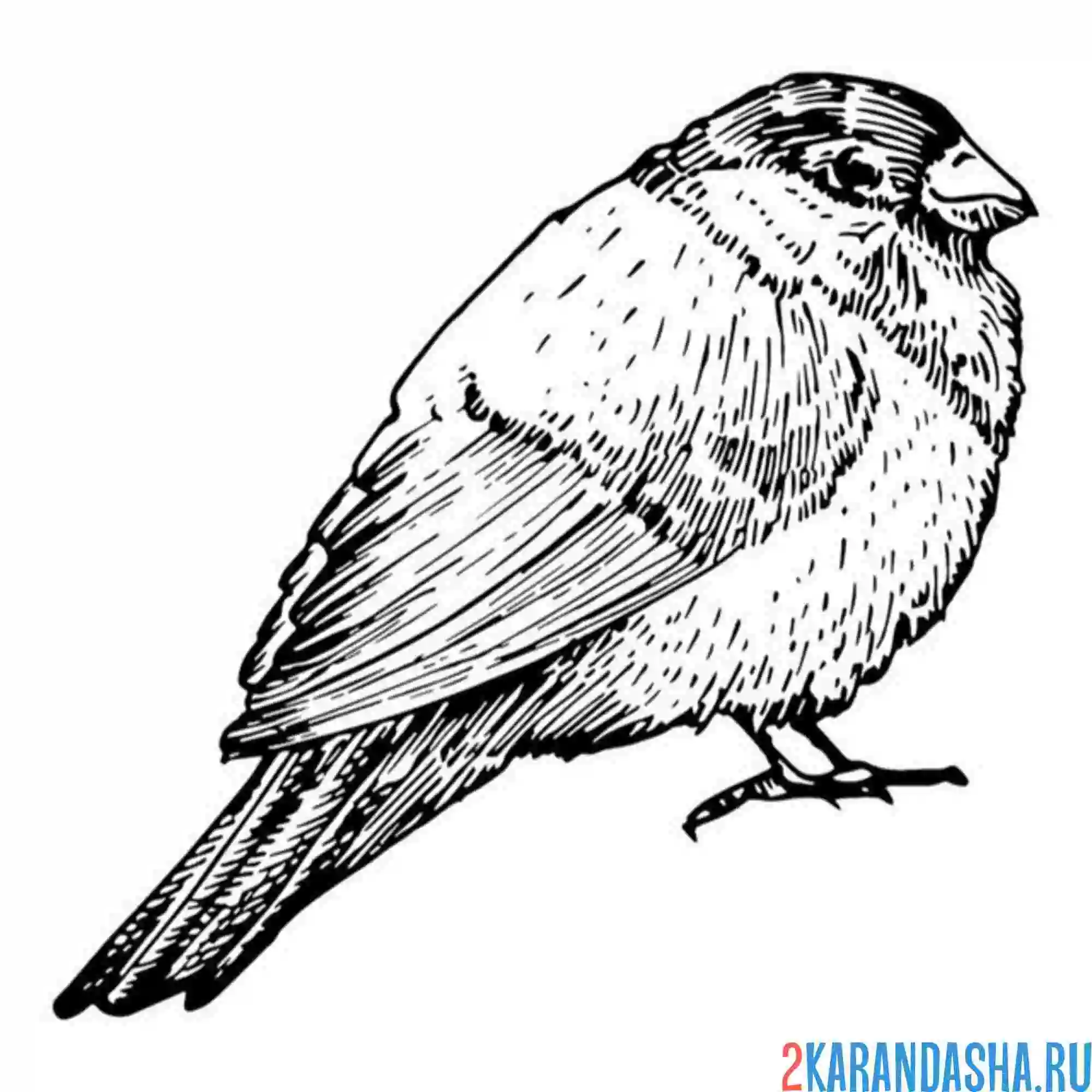 Раскраска снегирь зимняя птица