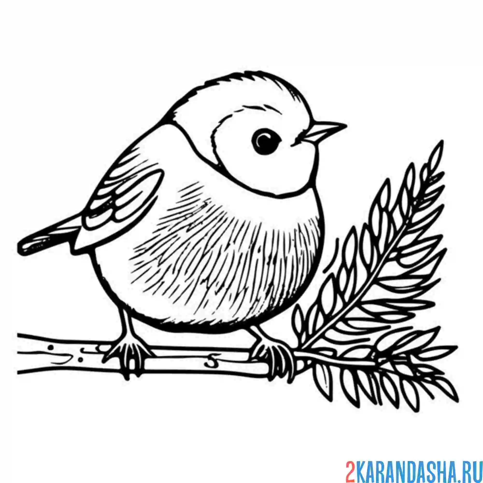 Раскраска распушился снегирь