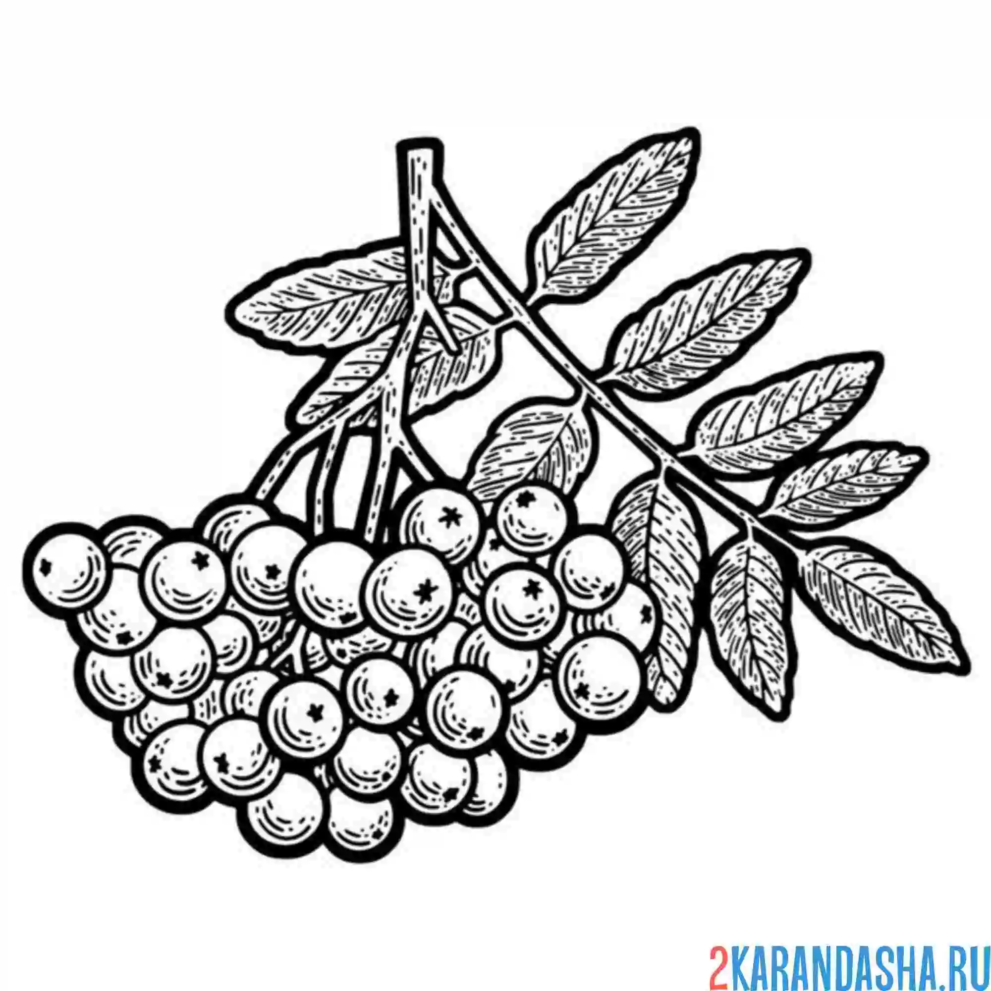 Раскраска рябина
