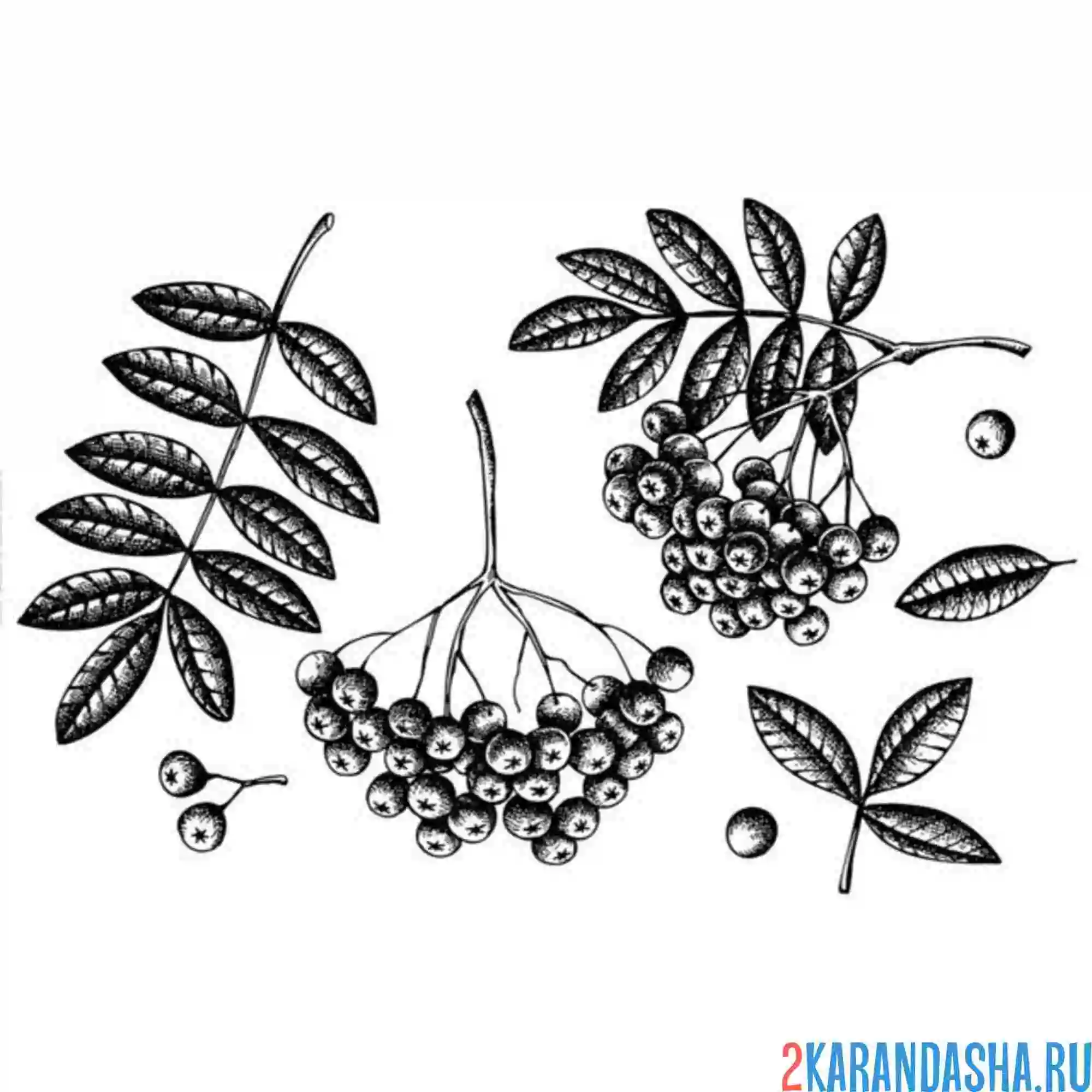 Раскраска листья рябины и плод