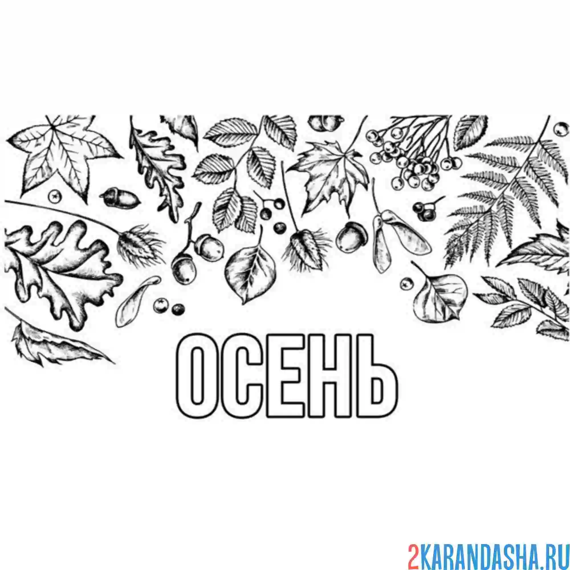 Раскраска каштан, рябина