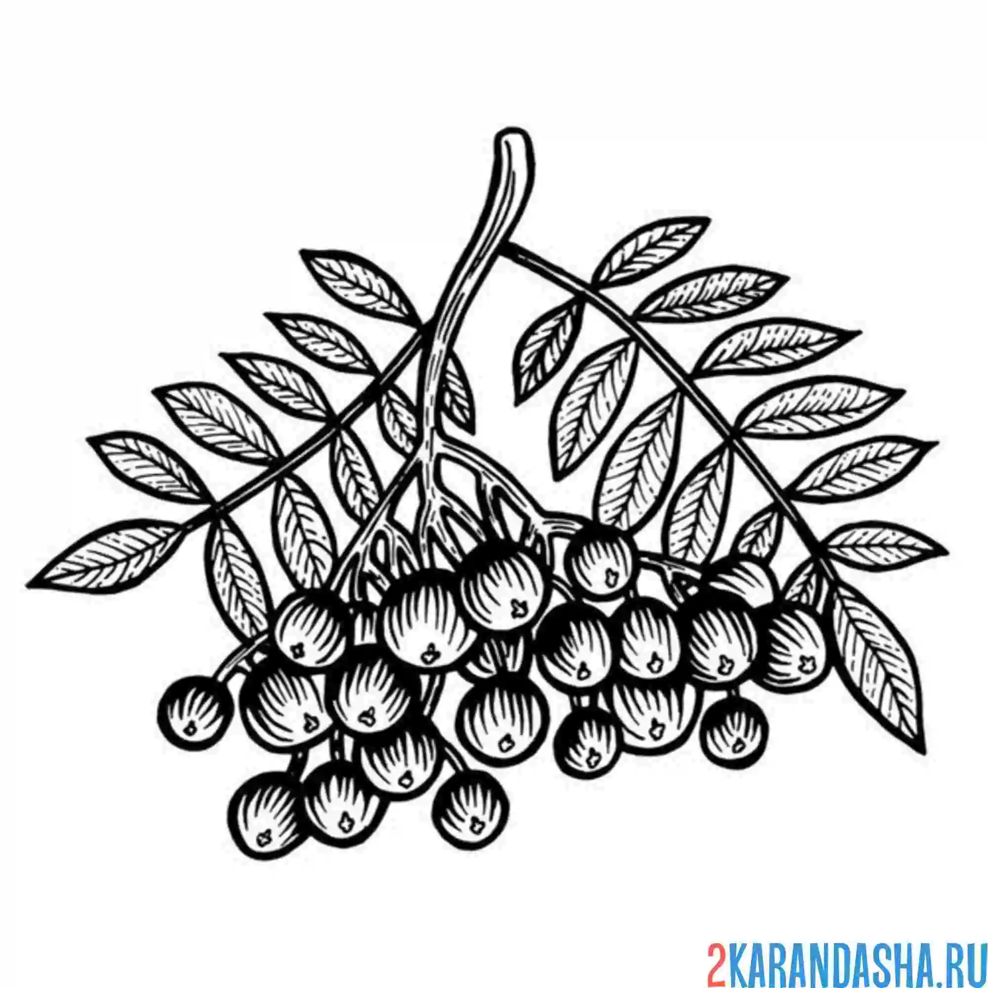 Раскраска плоды рябины