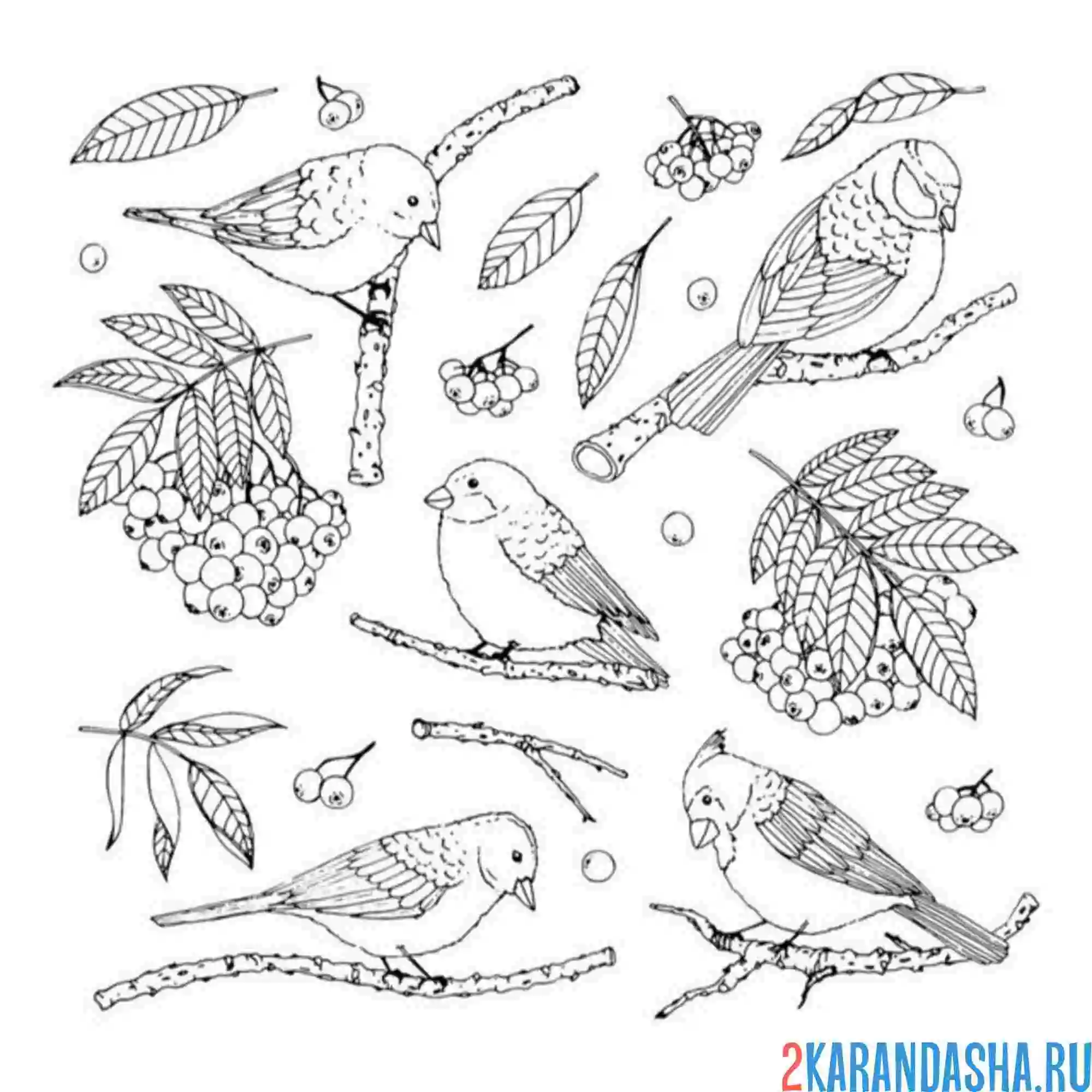 Раскраска птичка на ветке рябины