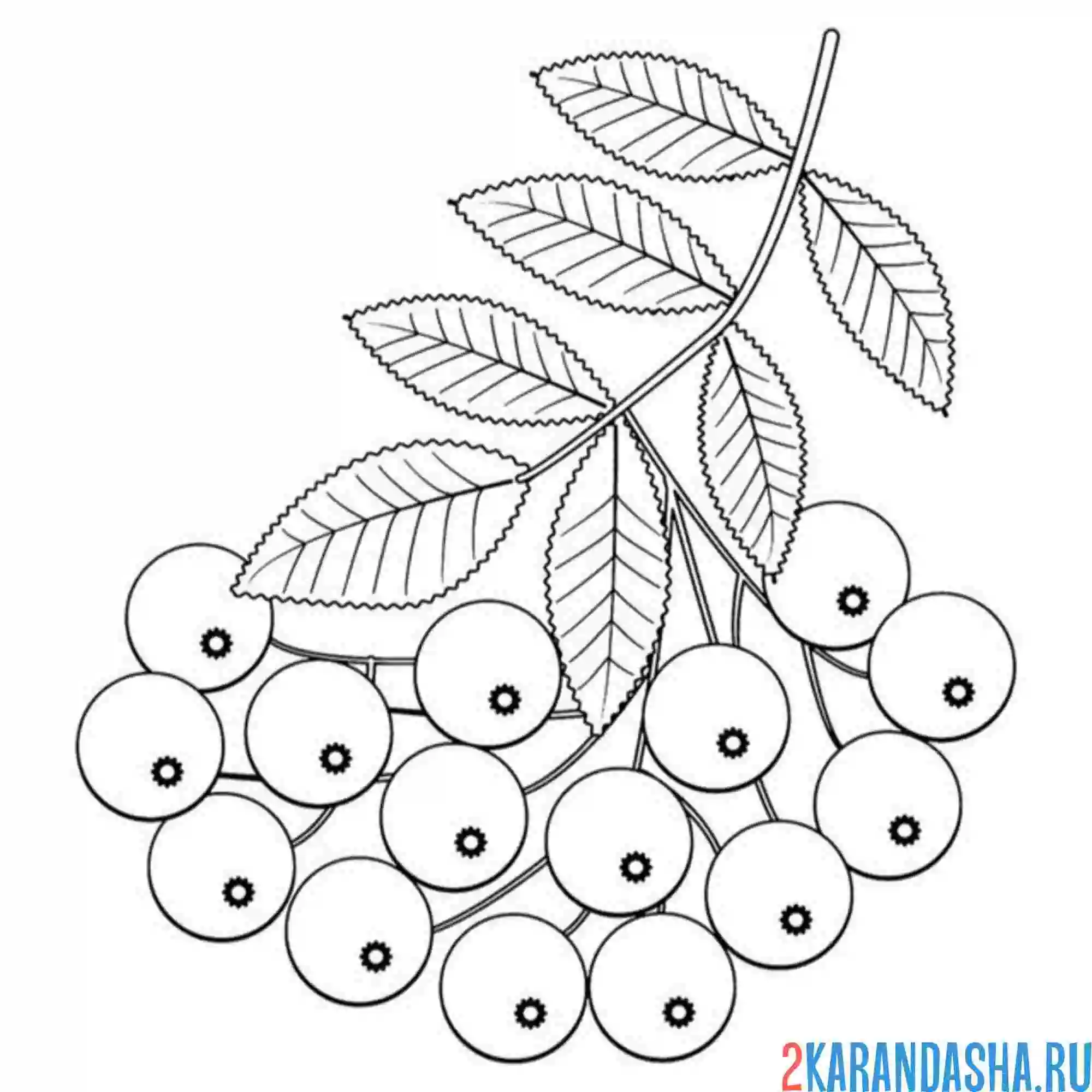 Раскраска плоды рябины и листочки