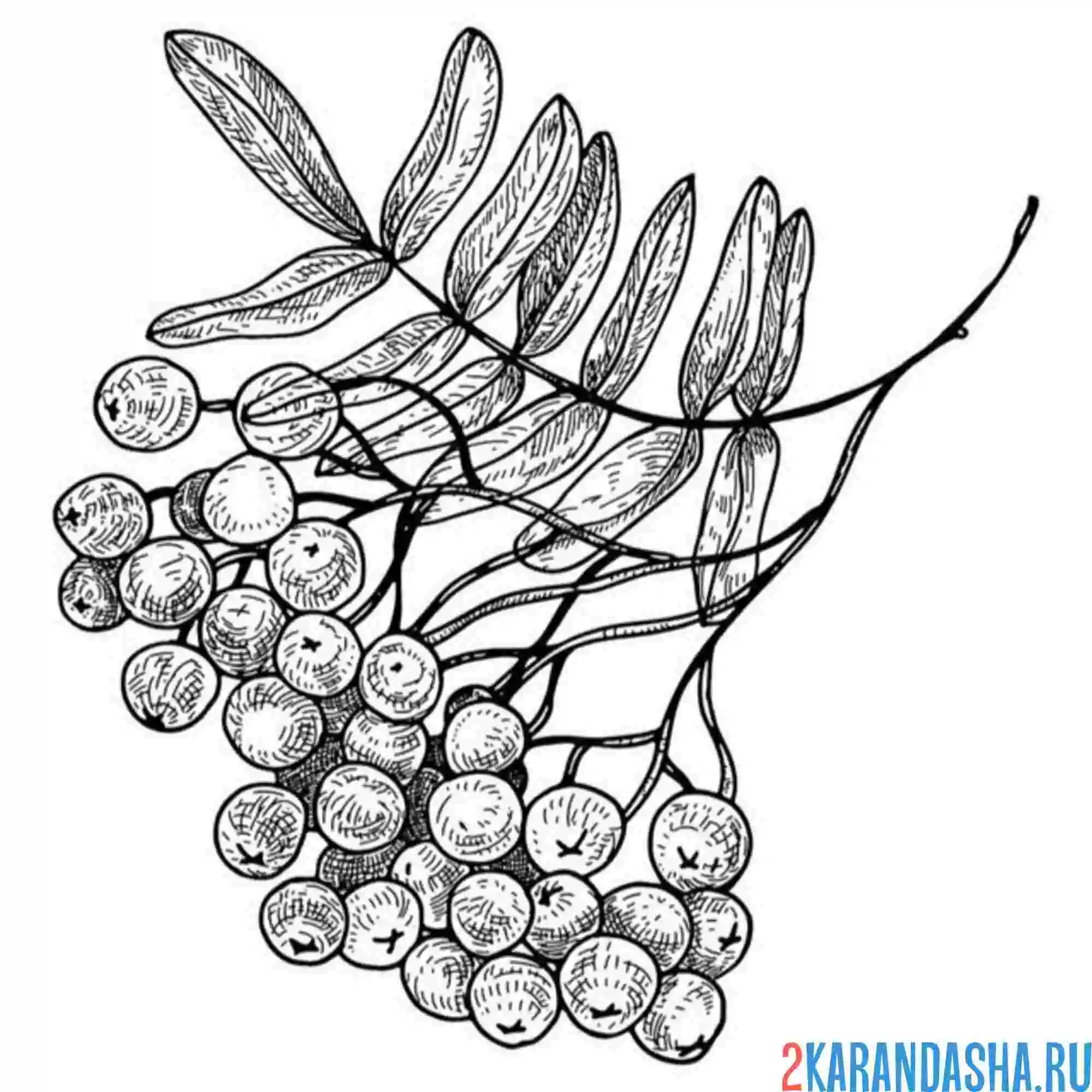 Раскраска кустик рябины