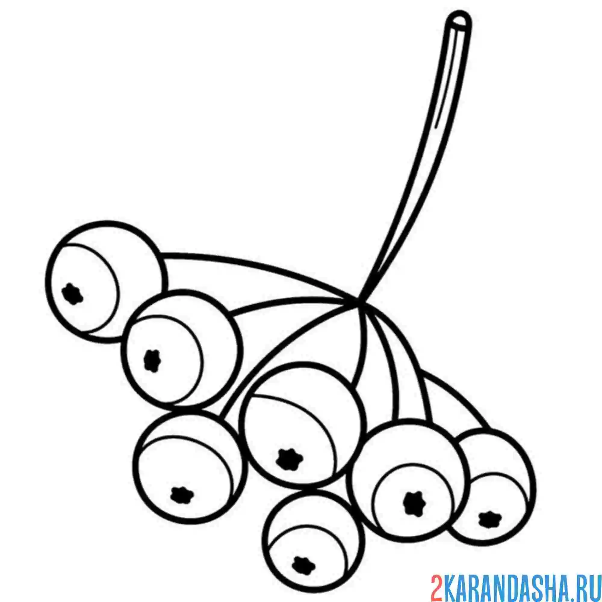 Раскраска рябина без листьев