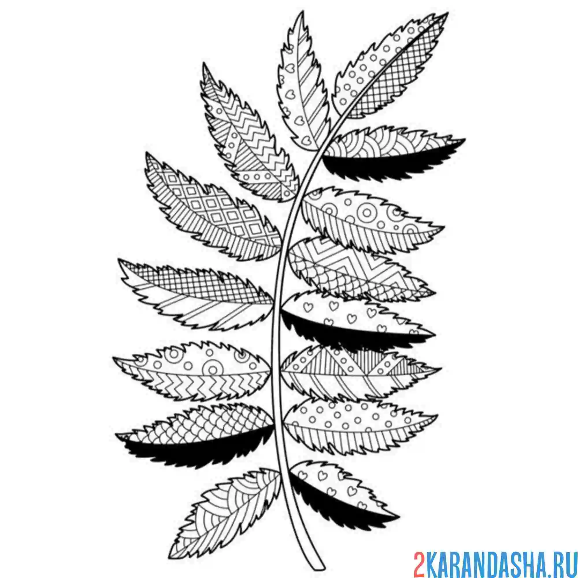 Раскраска антистресс листья рябины