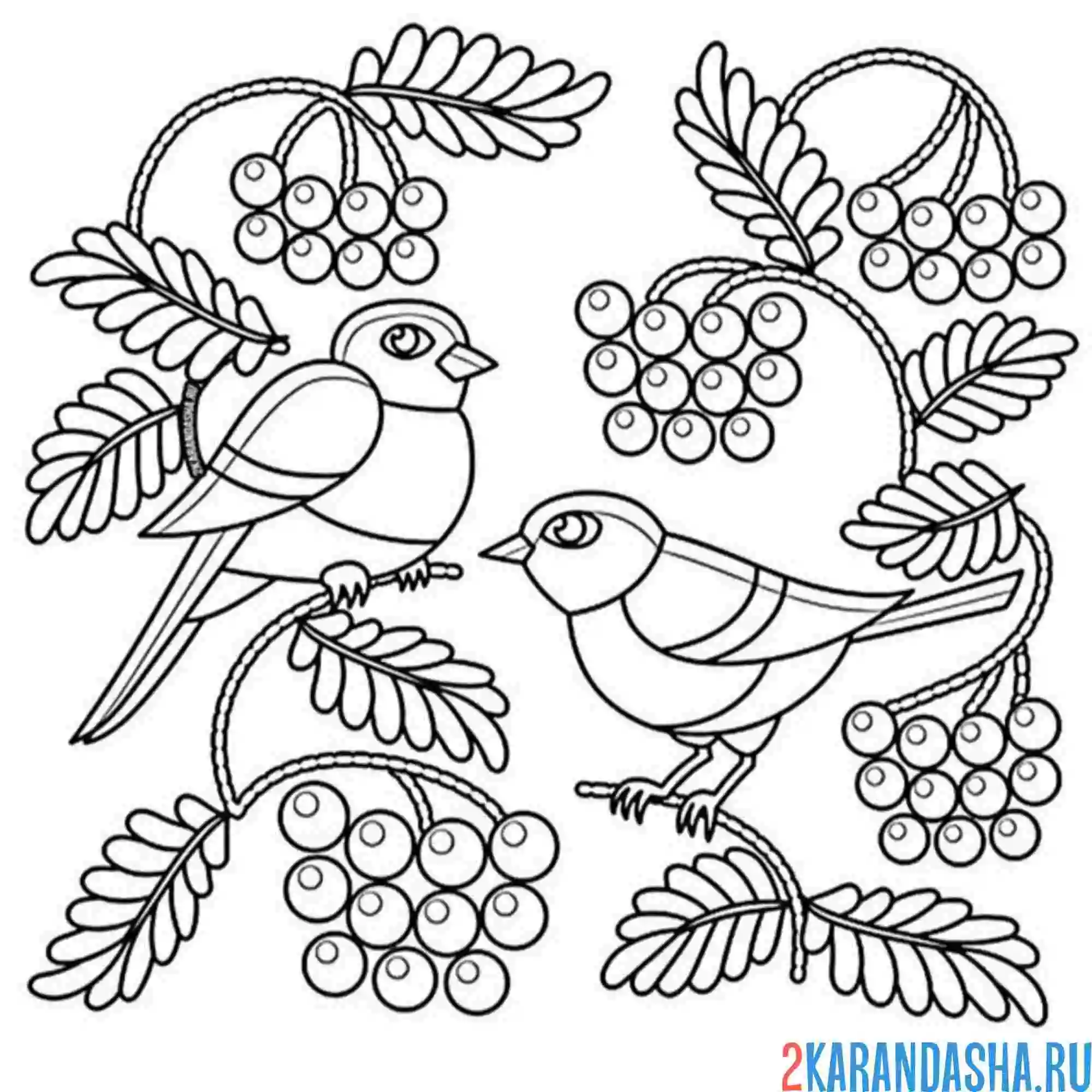 Раскраска рябина веточки и птички