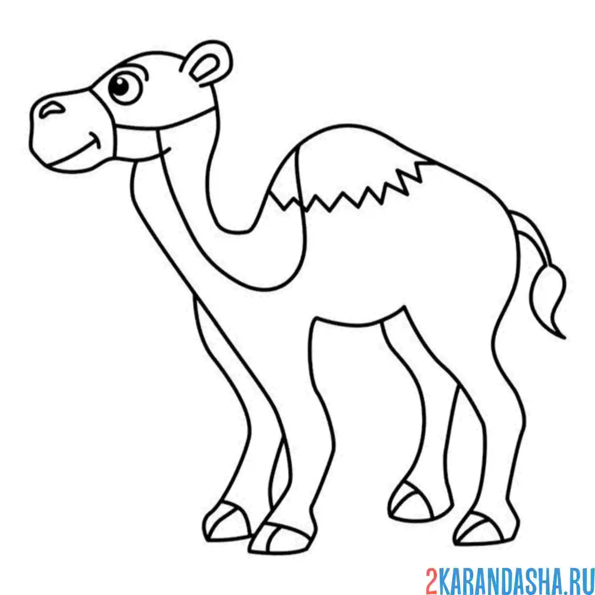Раскраска одногорбый верблюд