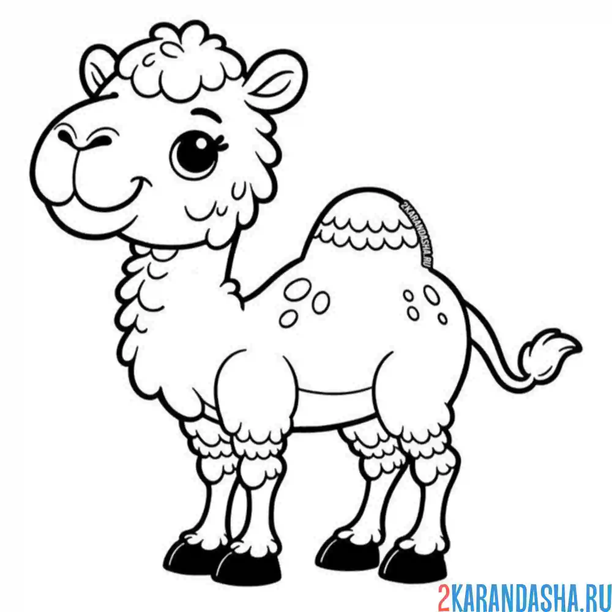 Раскраска милый верблюд