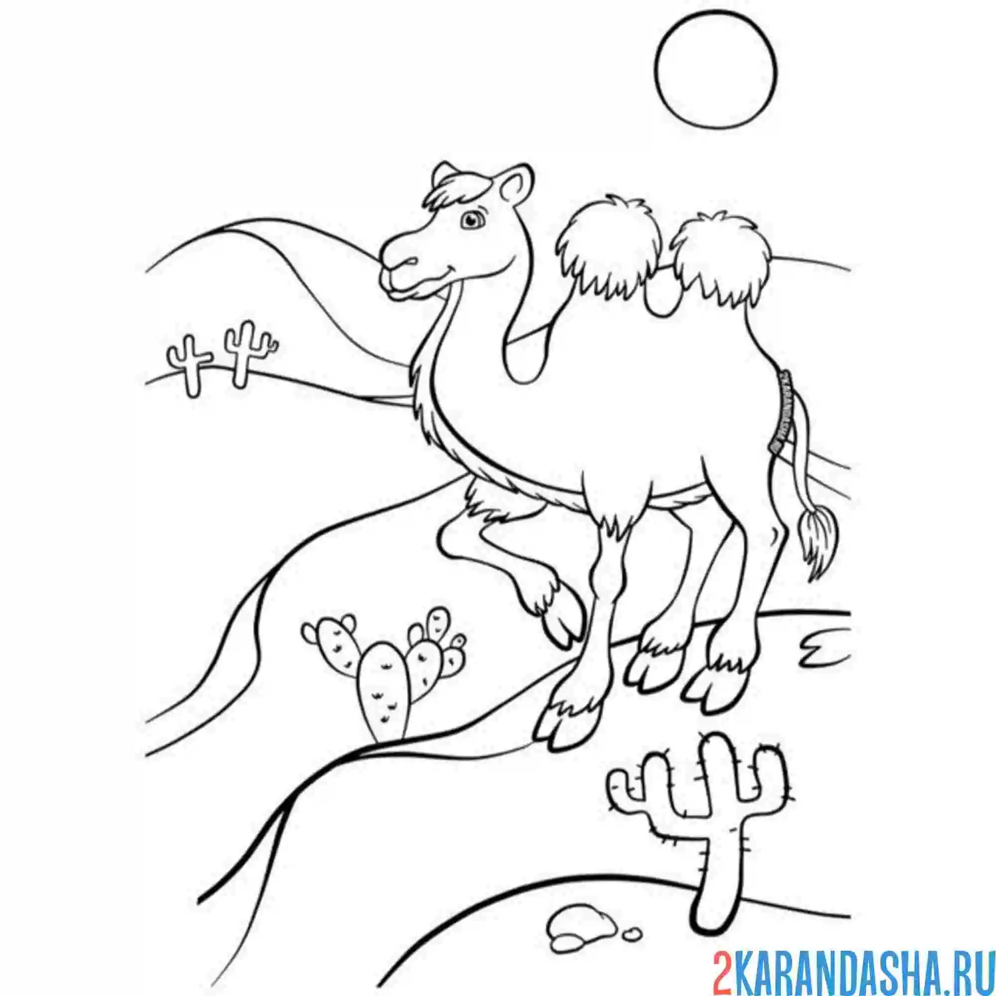 Раскраска верблюд и пустыня