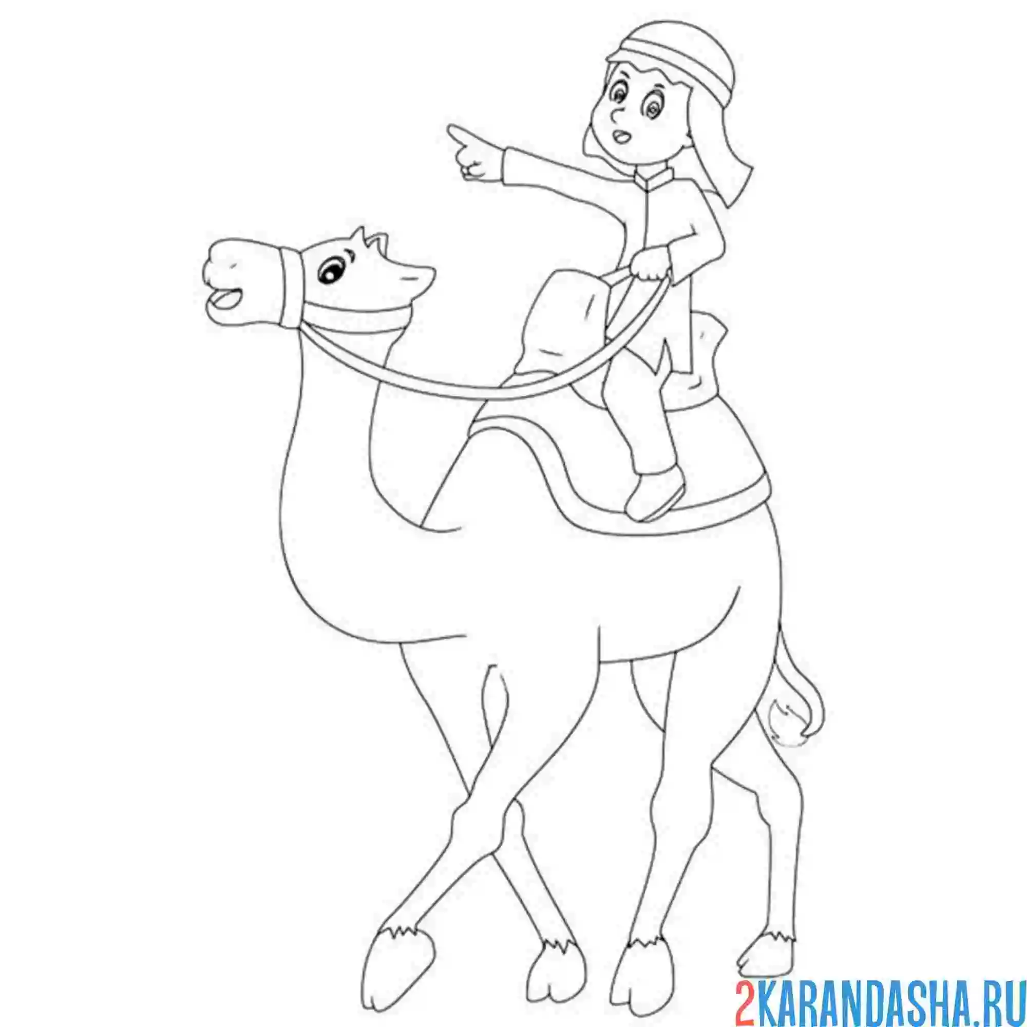 Раскраска бедуин на верблюде
