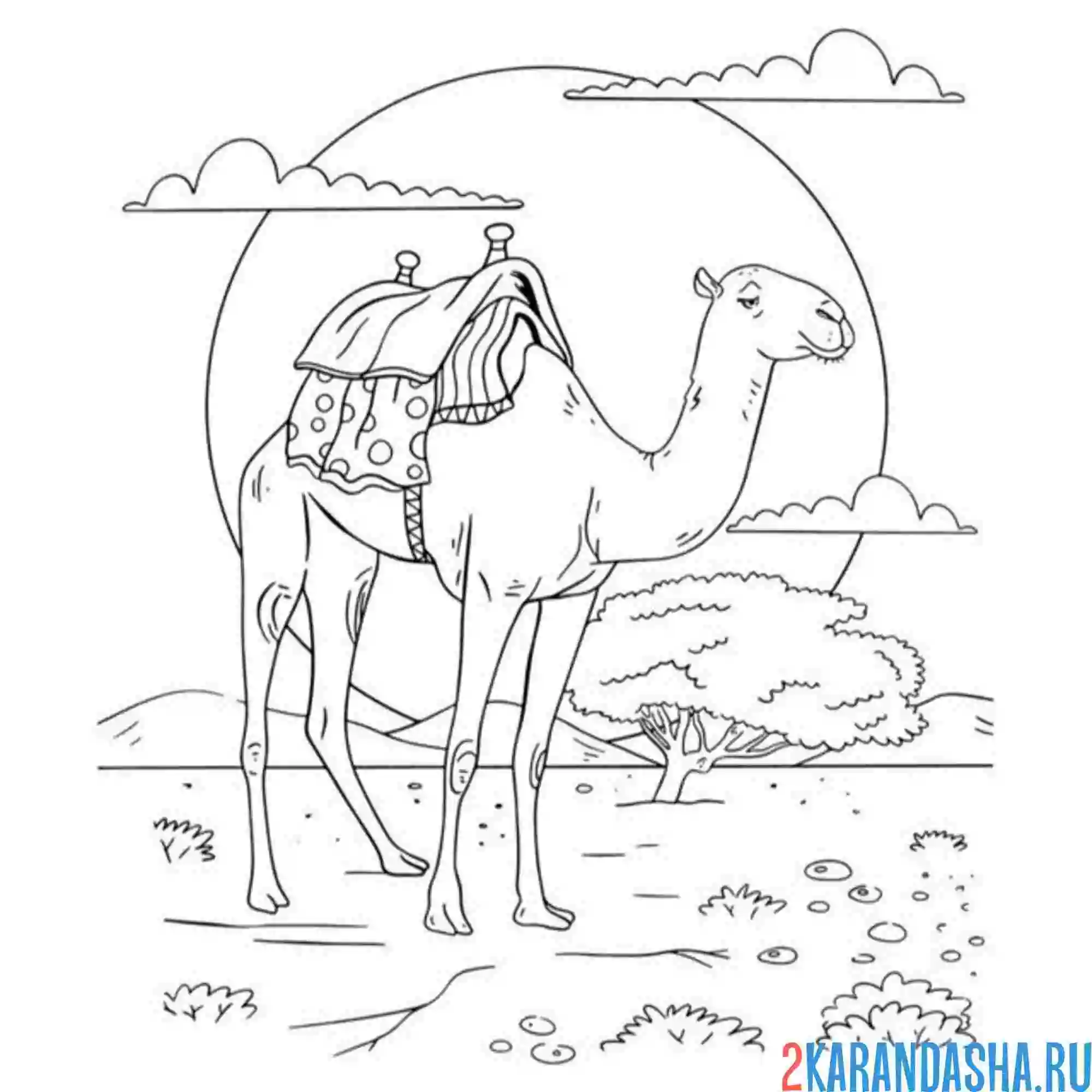 Раскраска закатное солнце пустыня верблюд