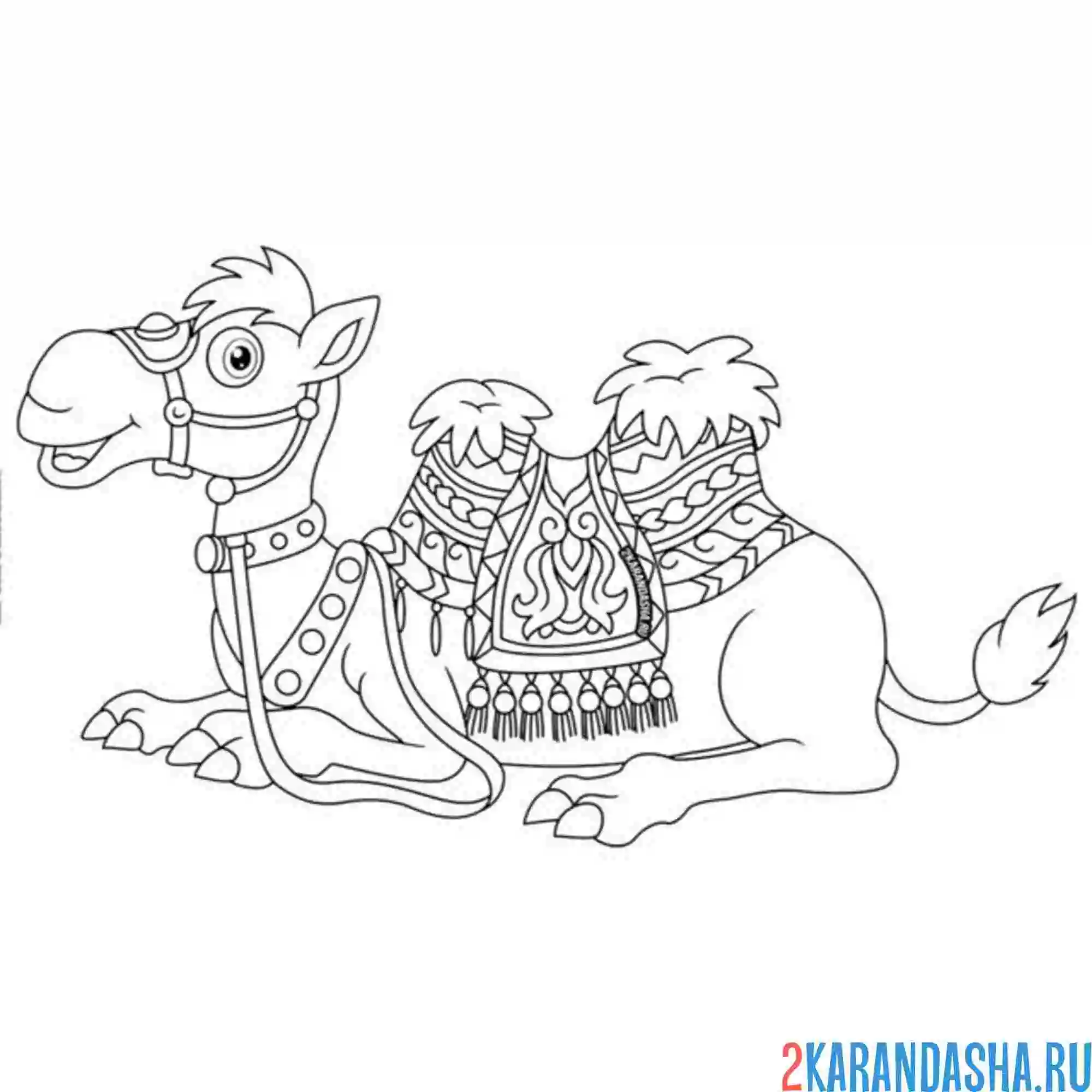 Раскраска верблюд лежит