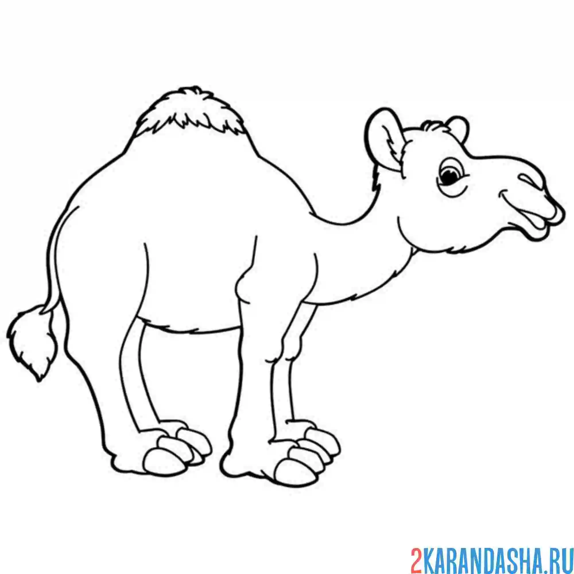 Раскраска верблюд с одним горбом