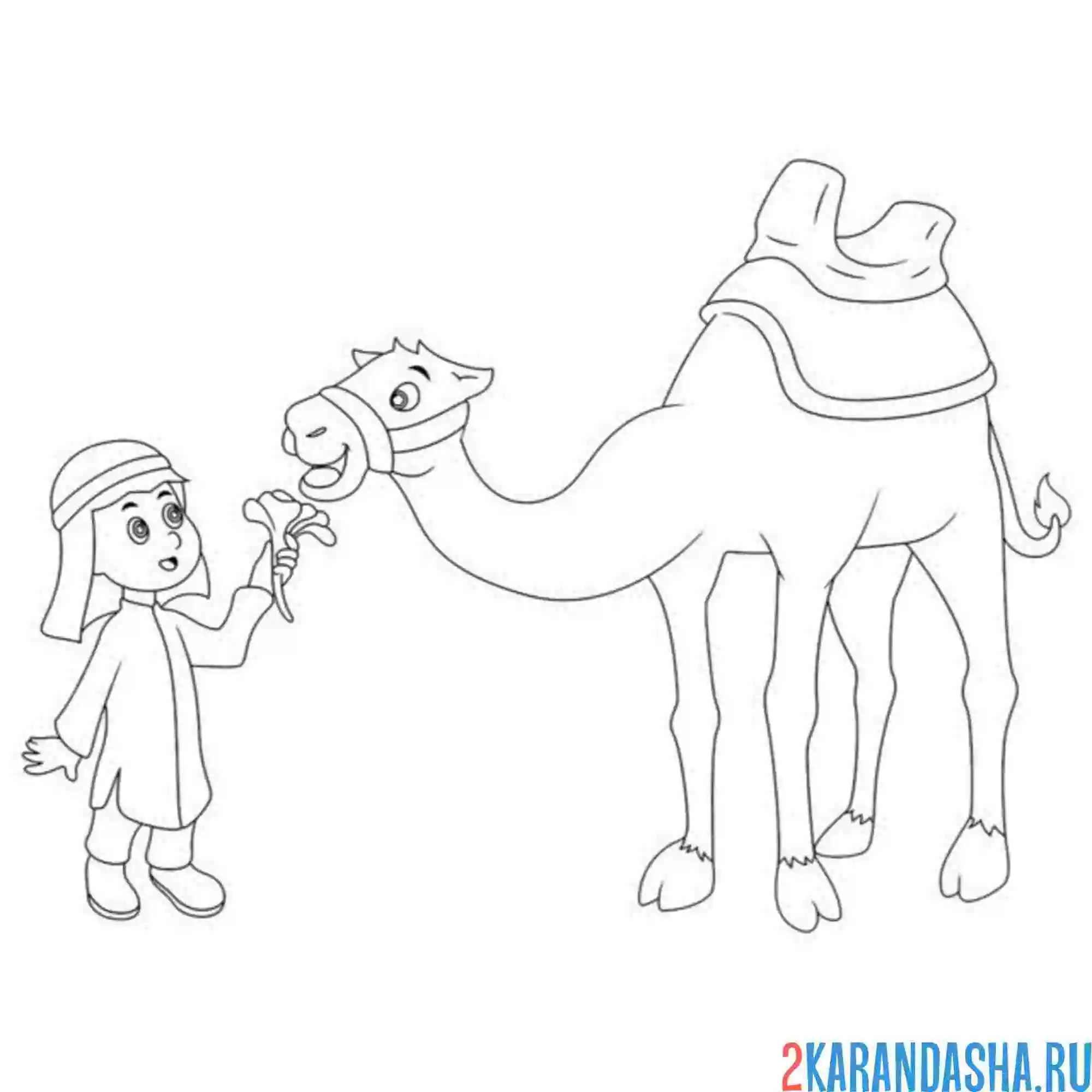 Раскраска верблюд и бедуин