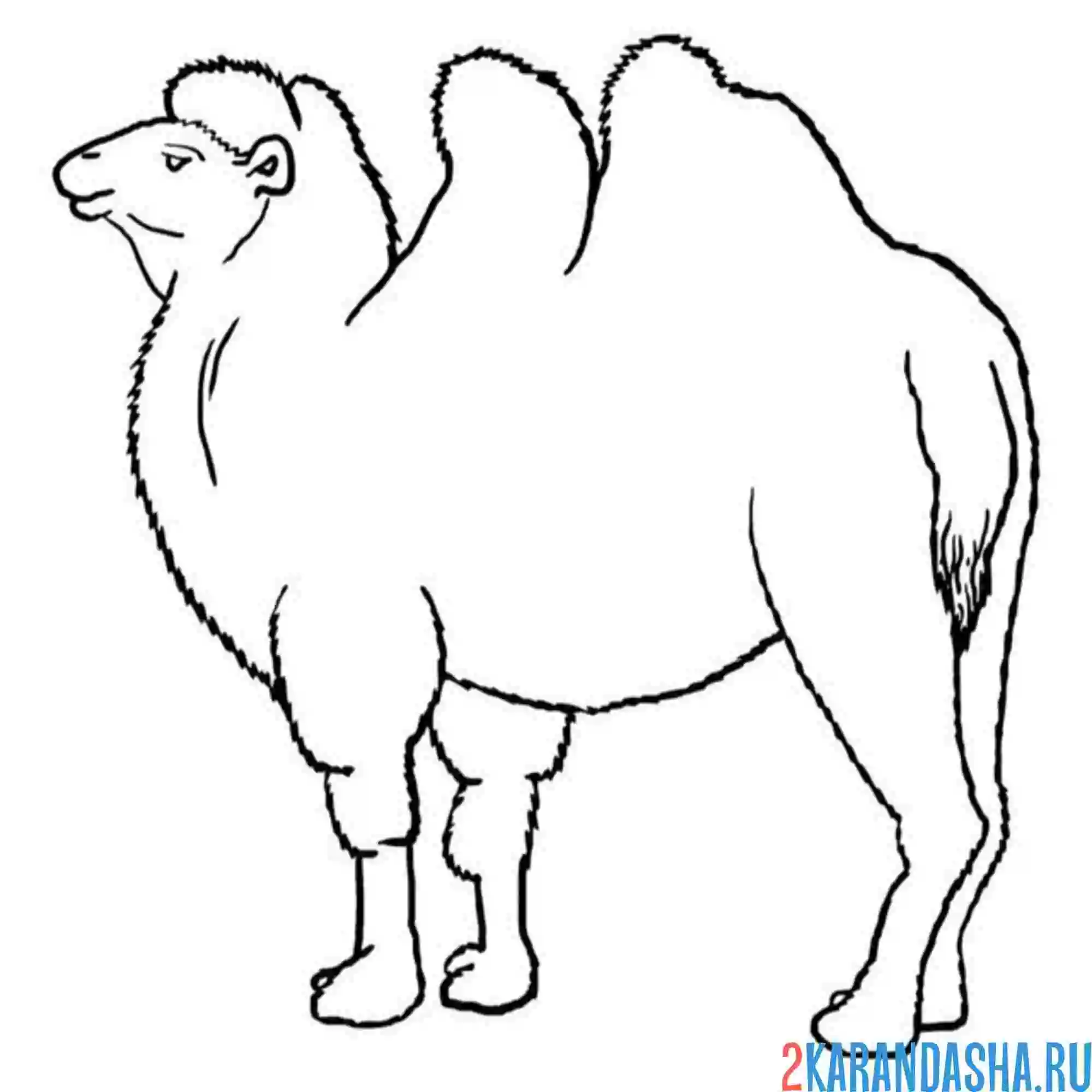 Раскраска большой двугорбый верблюд