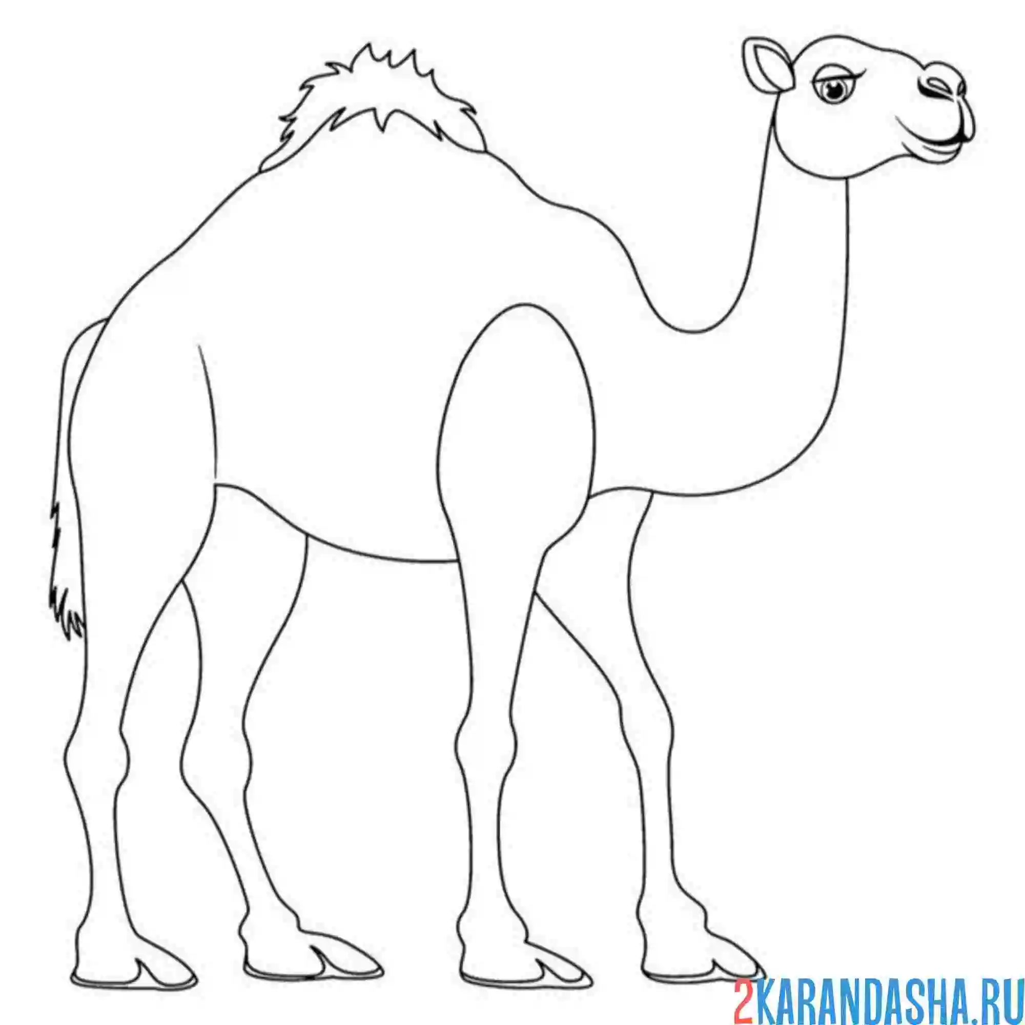 Раскраска верблюд стоит