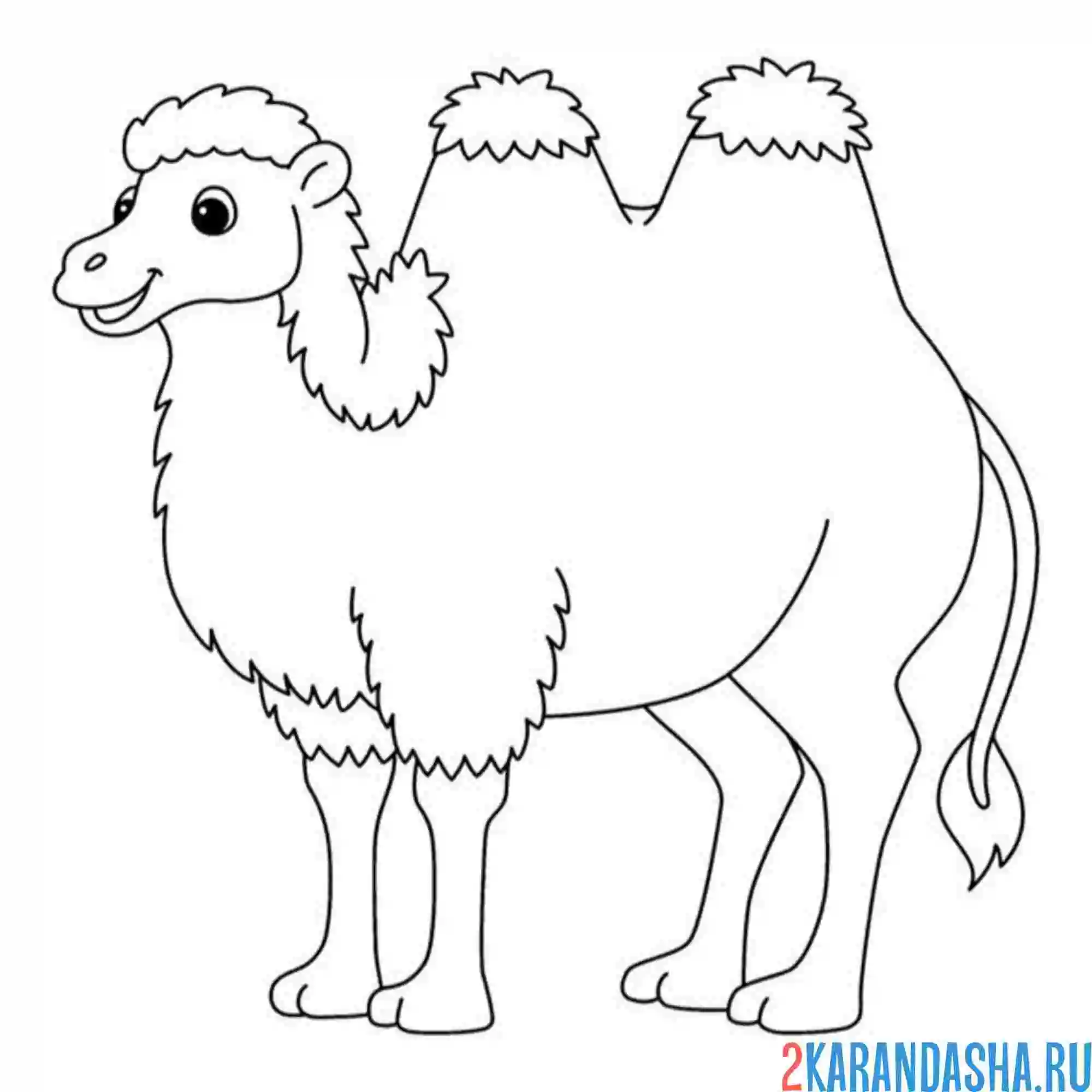 Раскраска верблюд особенный
