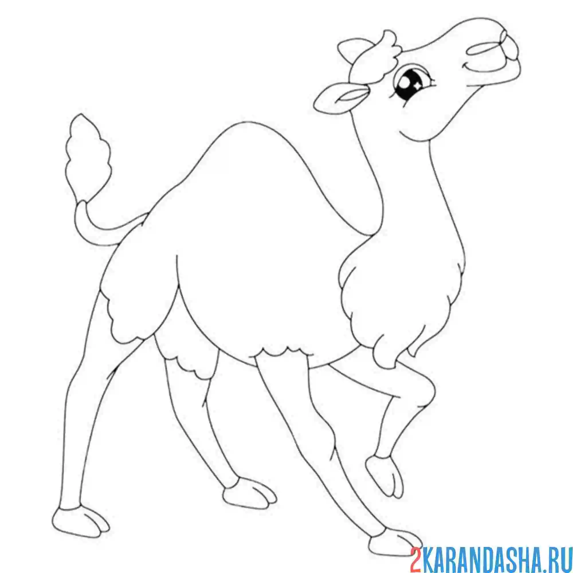 Раскраска верблюд довольный