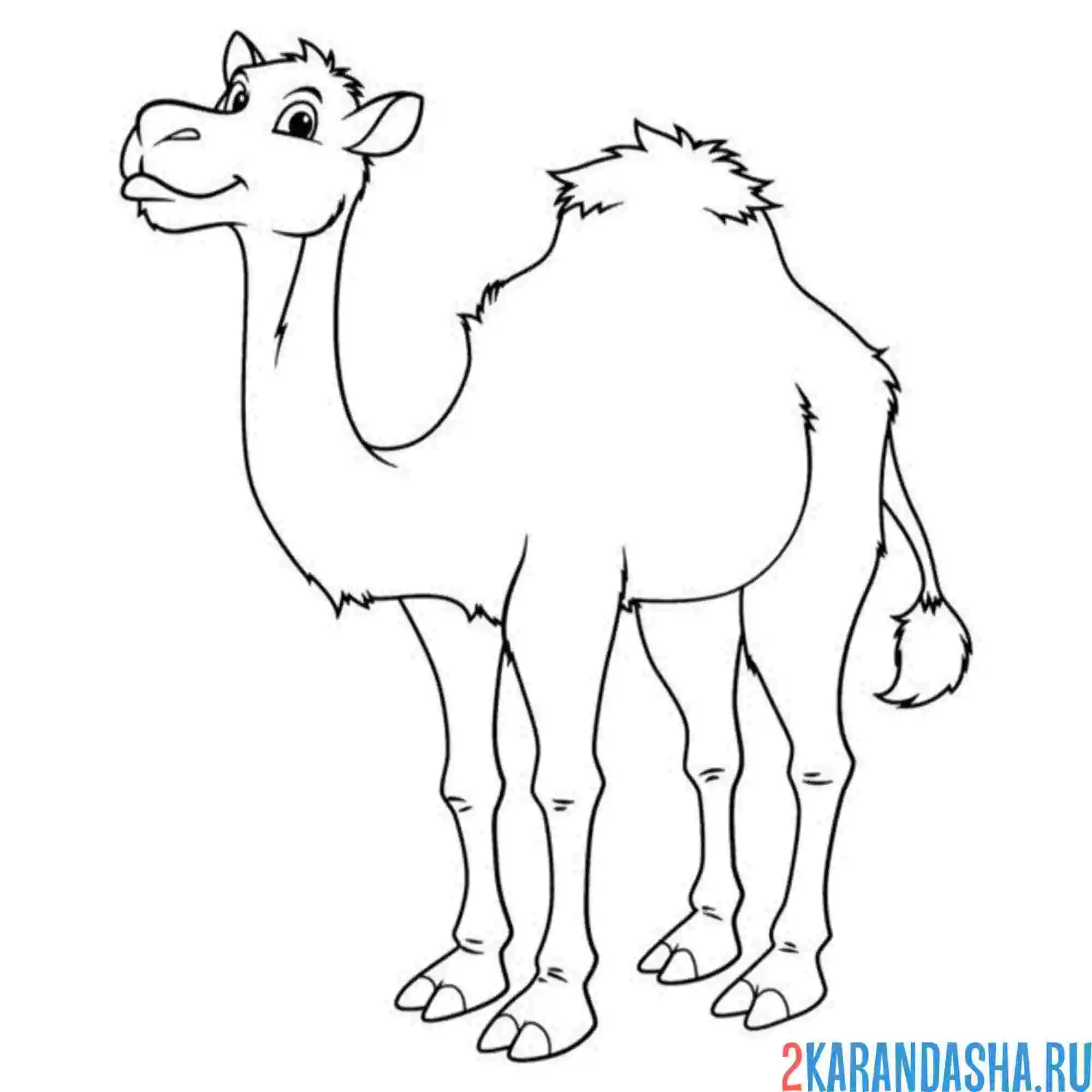 Раскраска счастливый верблюд
