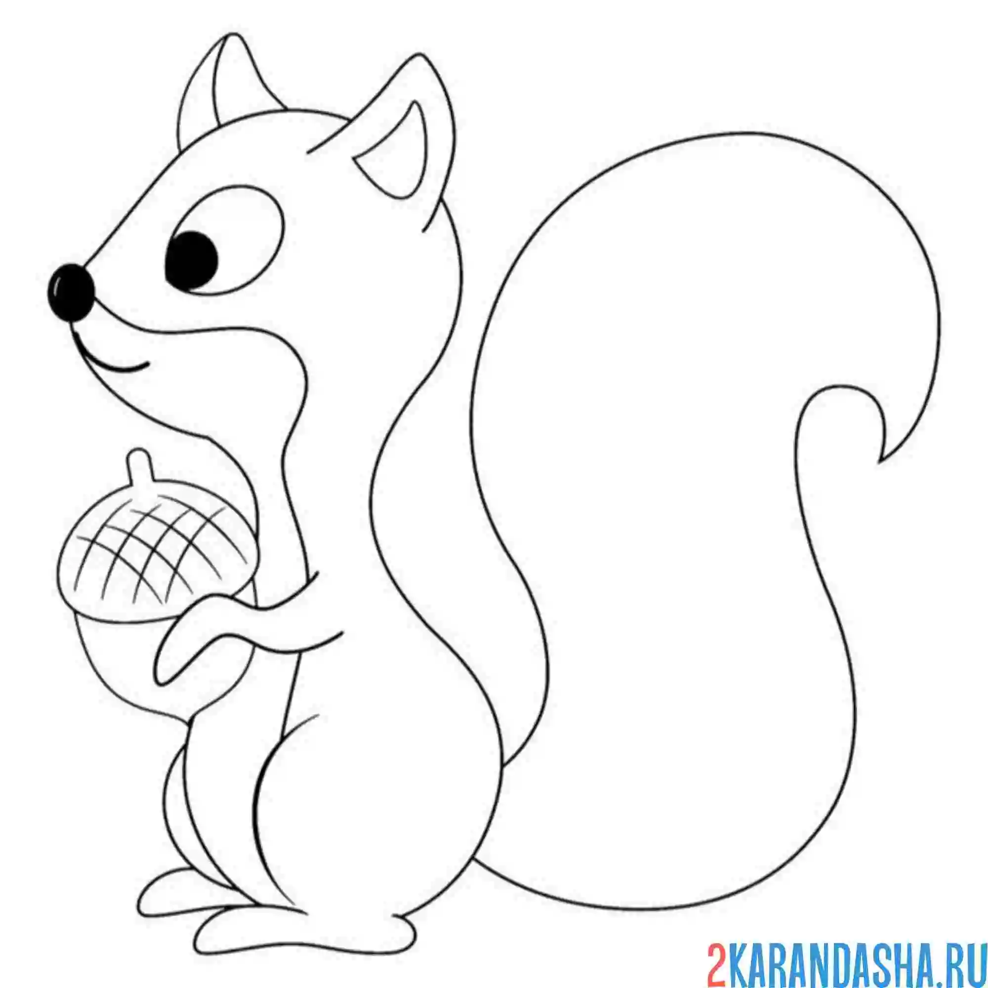 Раскраска удивленная белка