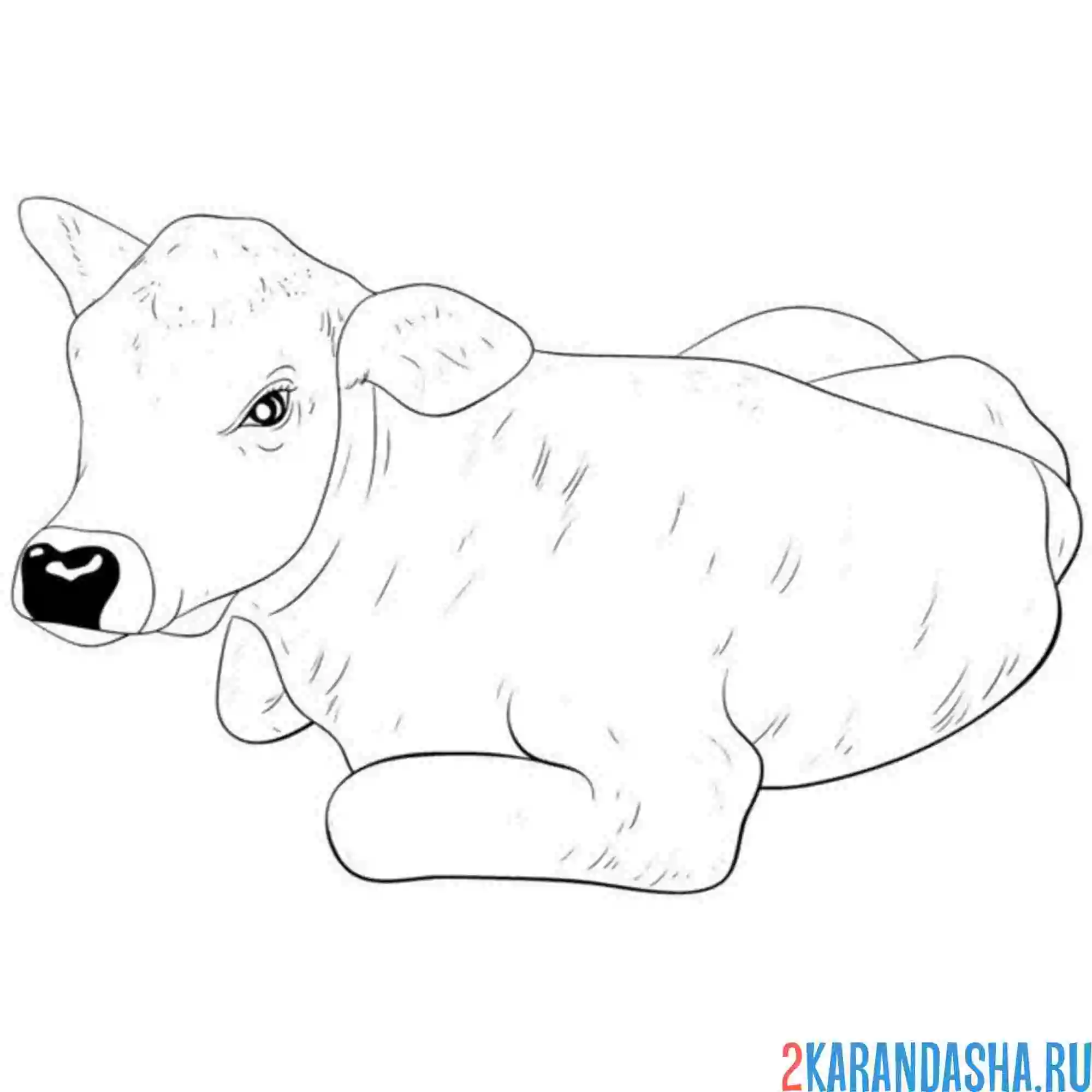 Раскраска корова лежит