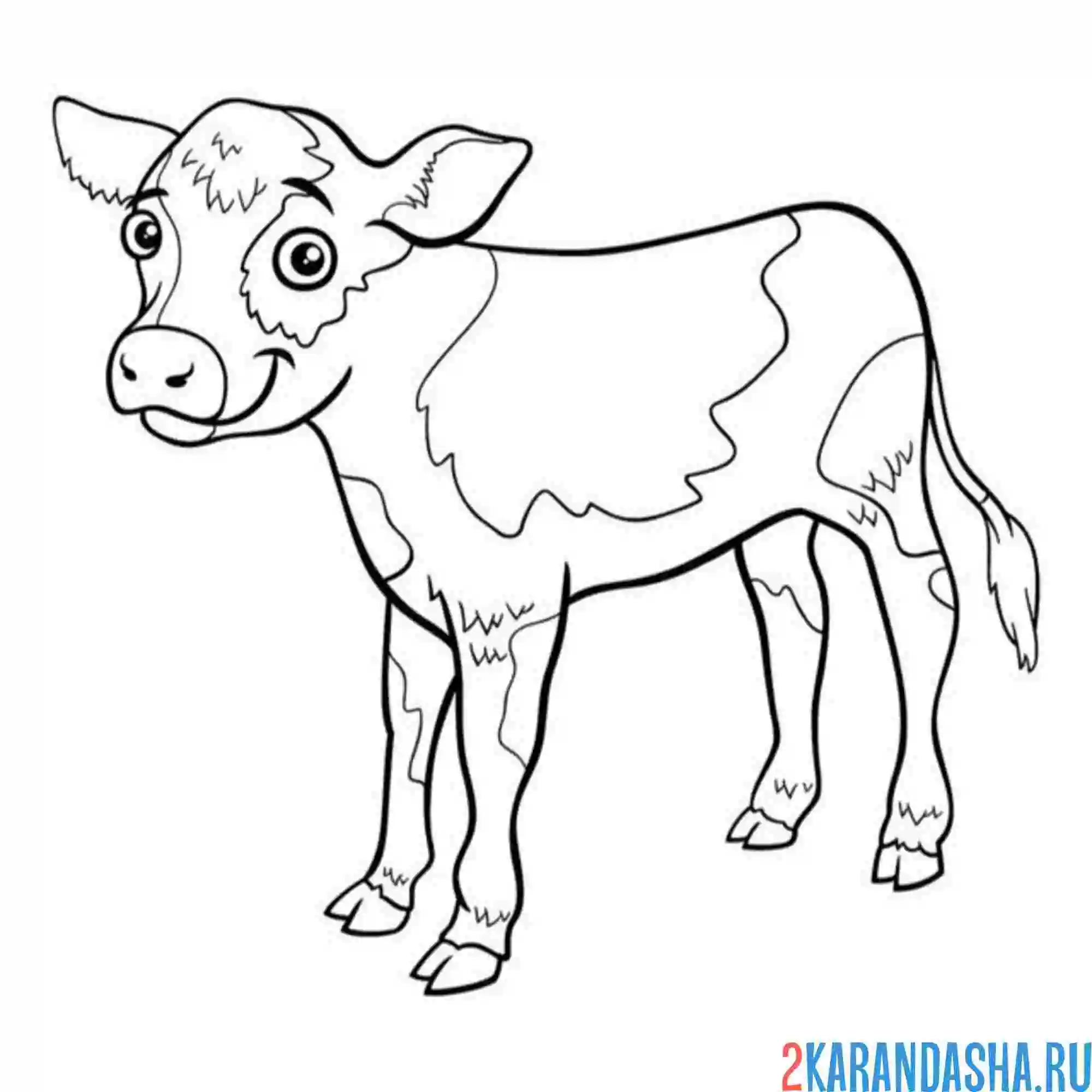Раскраска теленок пятнистый