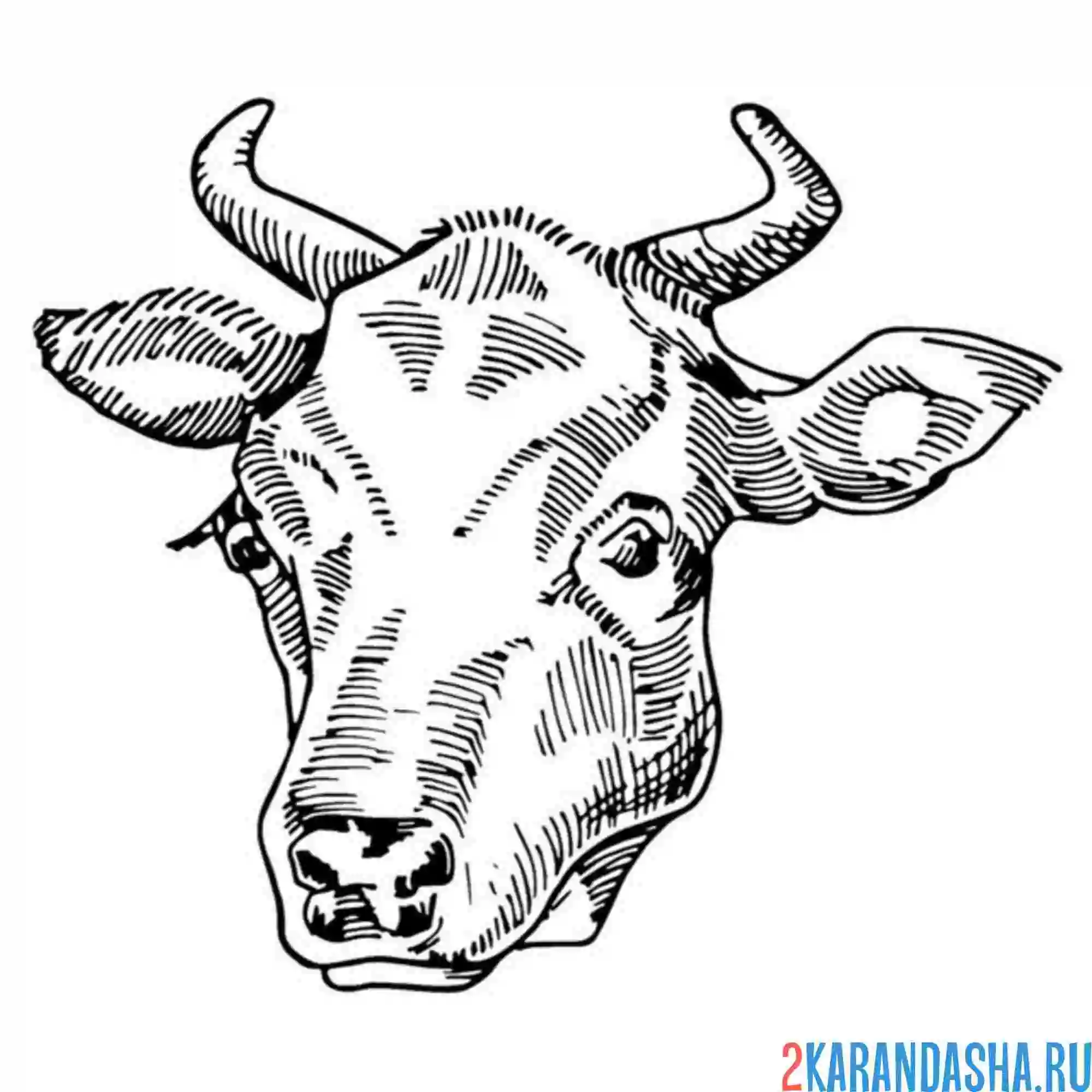 Раскраска большая голова коровы