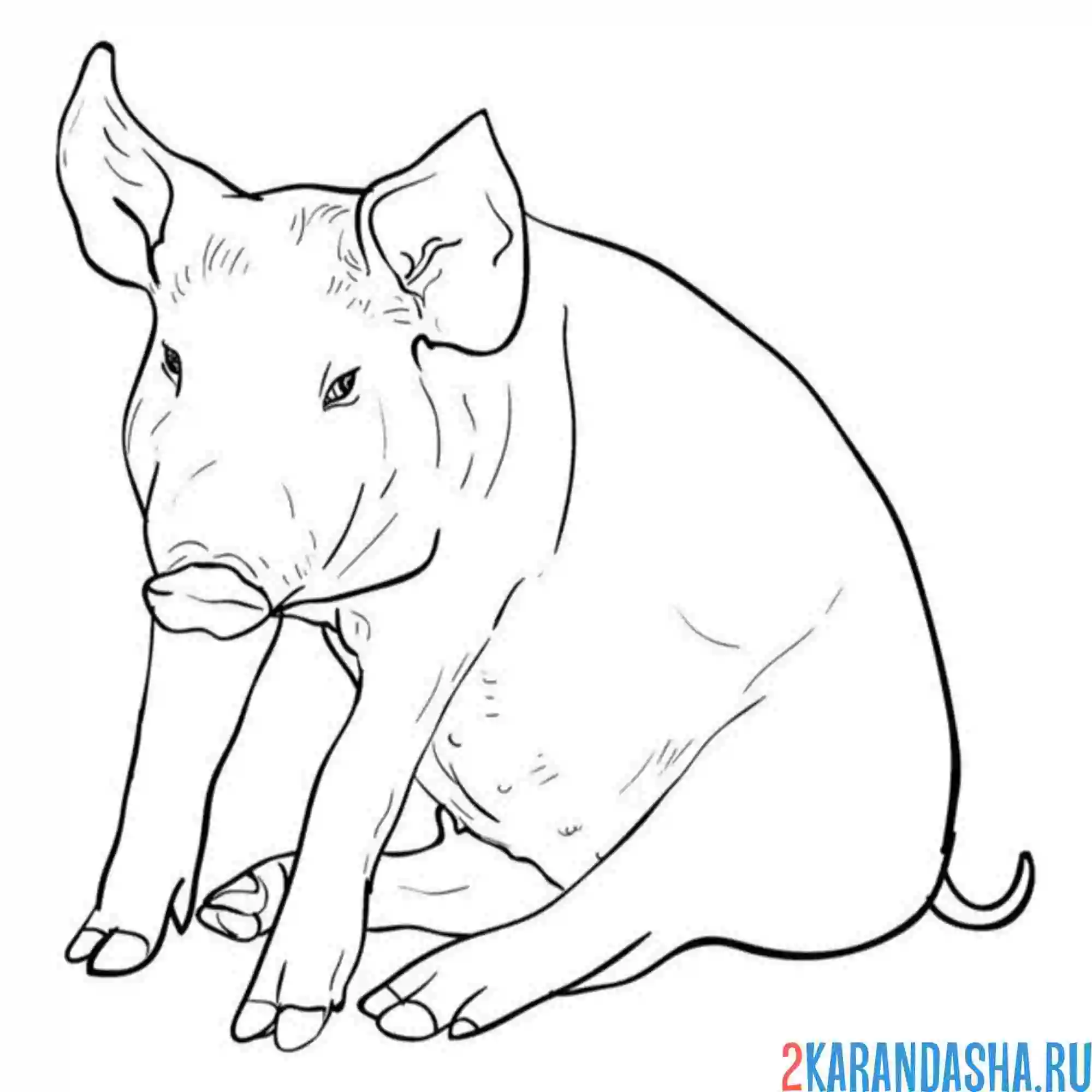 Раскраска настоящая свинья