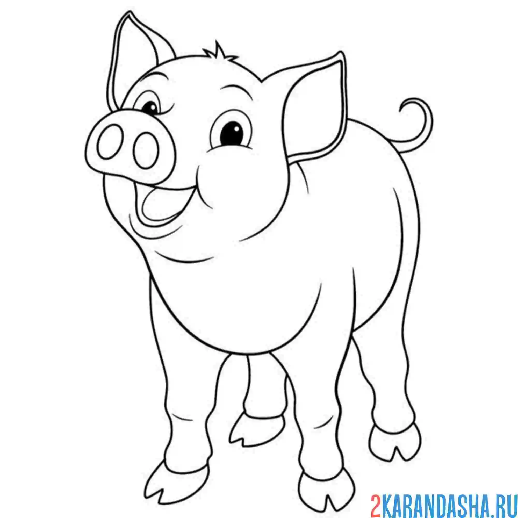 Раскраска молодая свинка